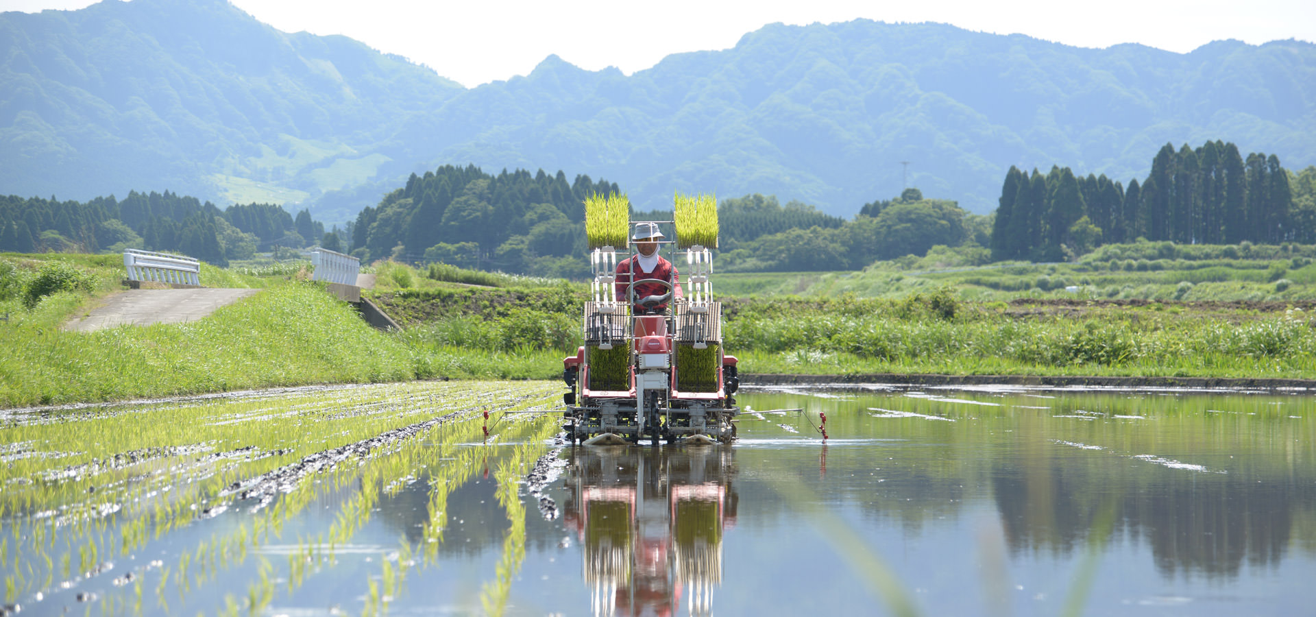 毛利秀幸さんが作る、無農薬・無施肥栽培米。