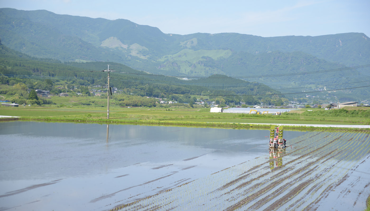 田植えする毛利さん。