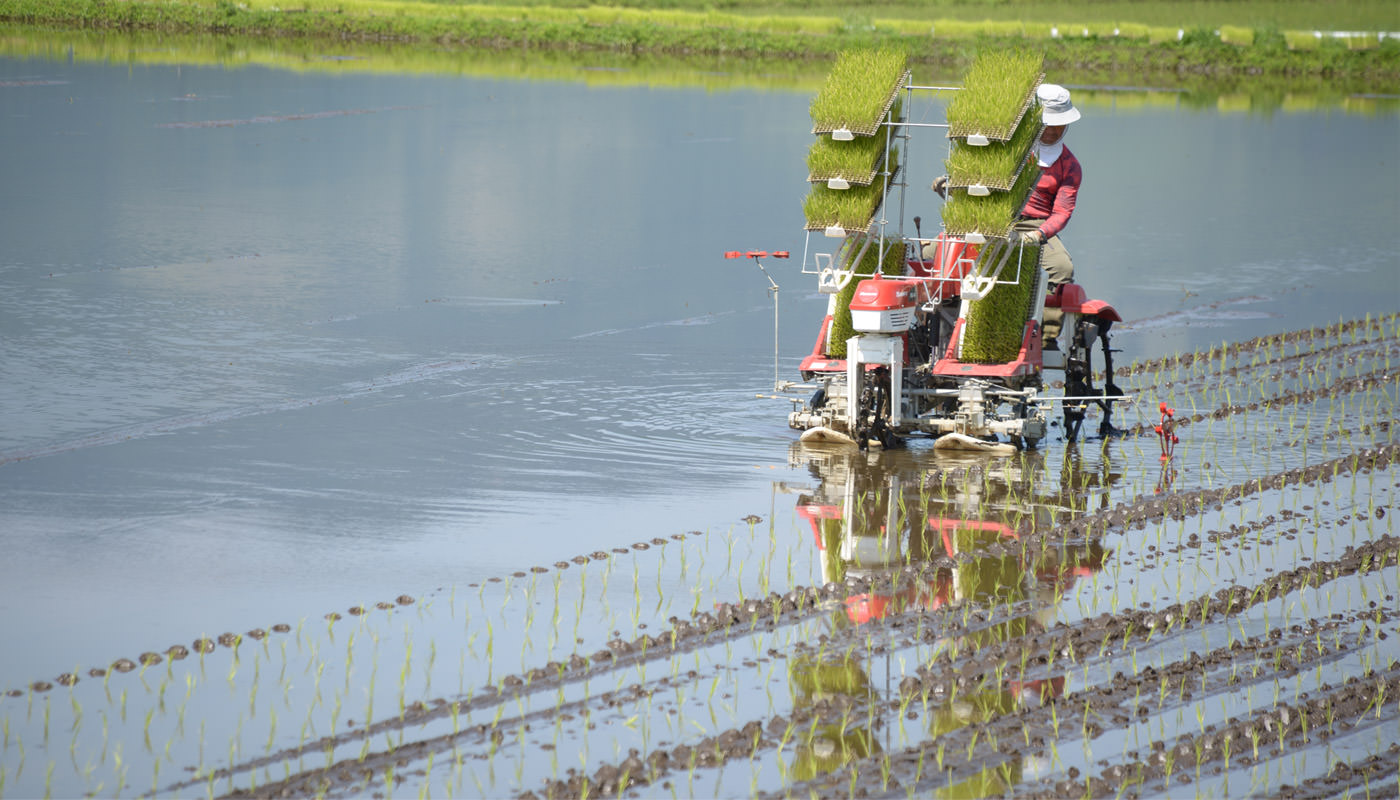 田植えする毛利さん。