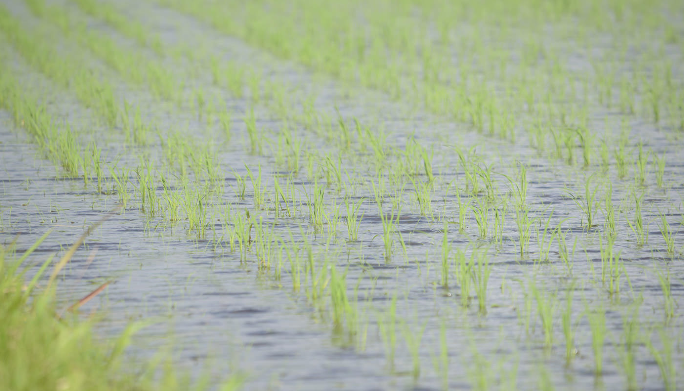 2024年6月21日の稲穂の様子
