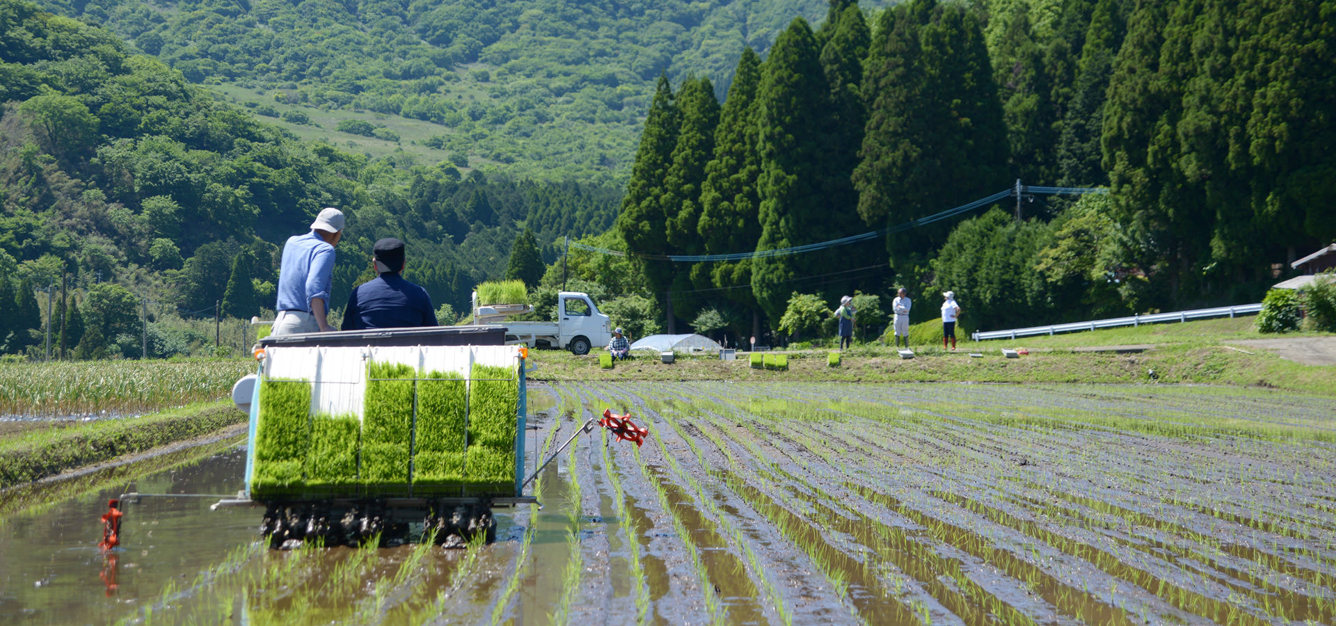 長野訓之さんが作る、自然栽培ササニシキ