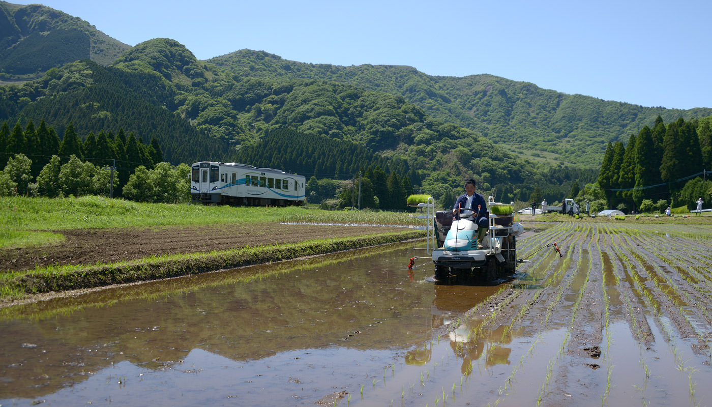 田植えする工藤さん