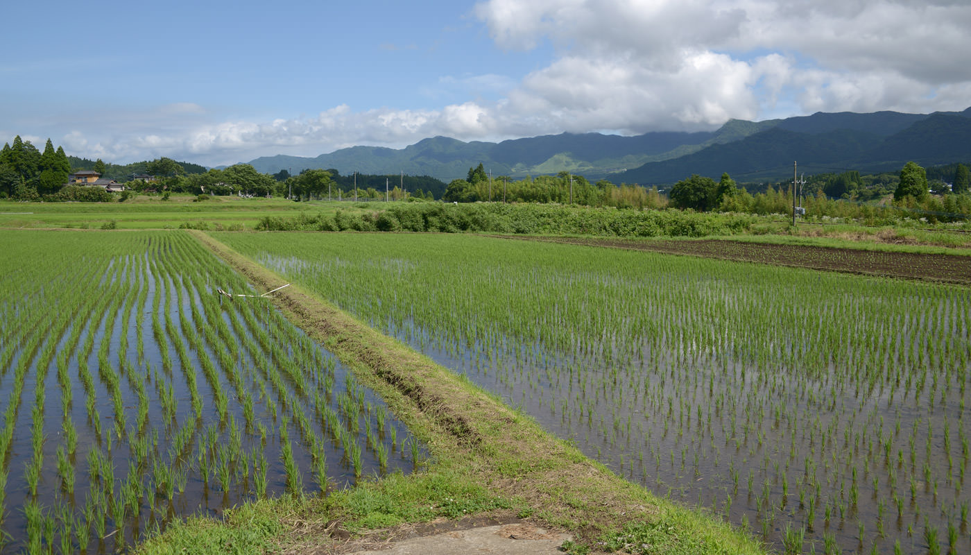 2024年6月21日の田んぼ