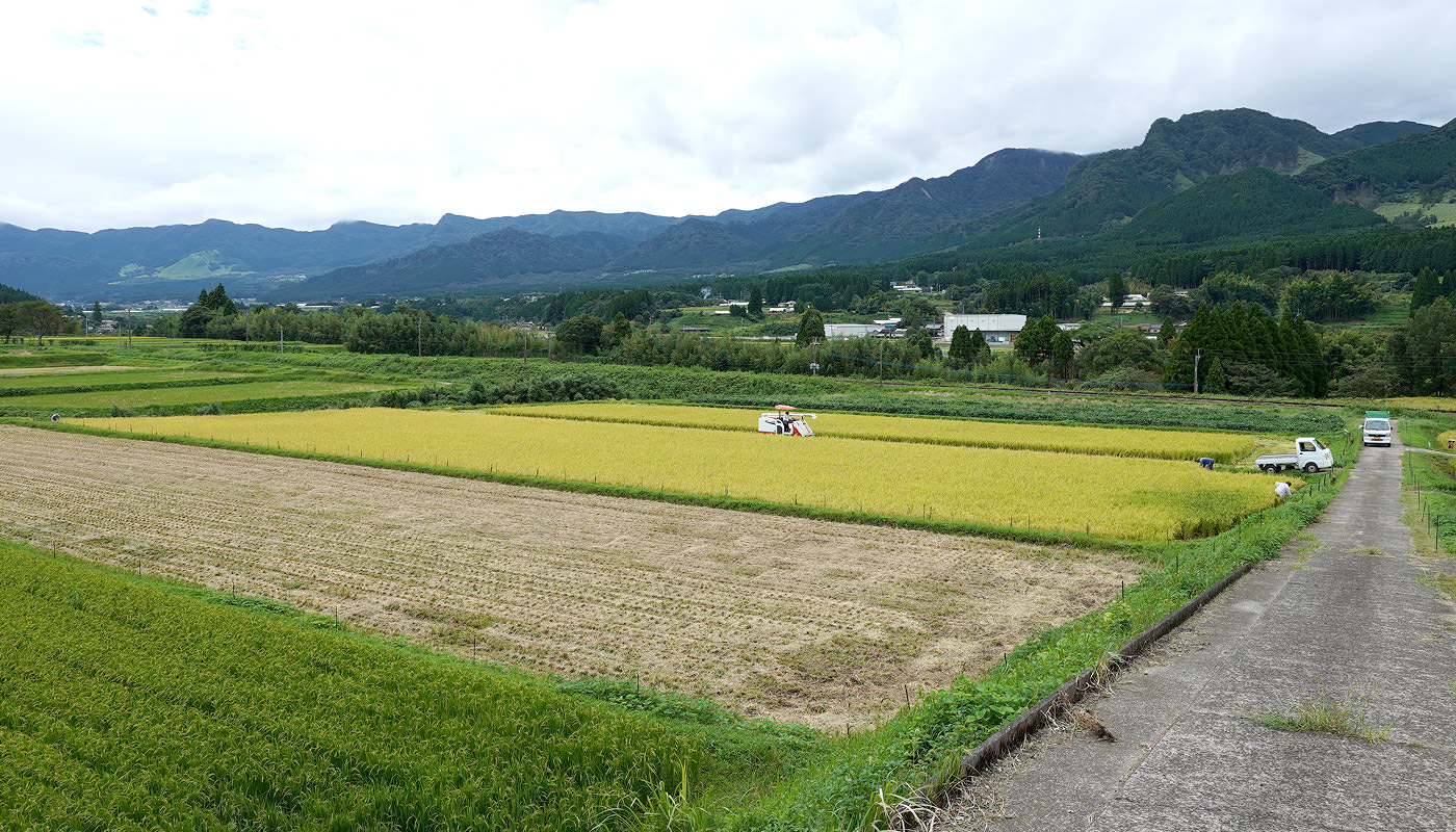 稲刈りする北野暁之さん