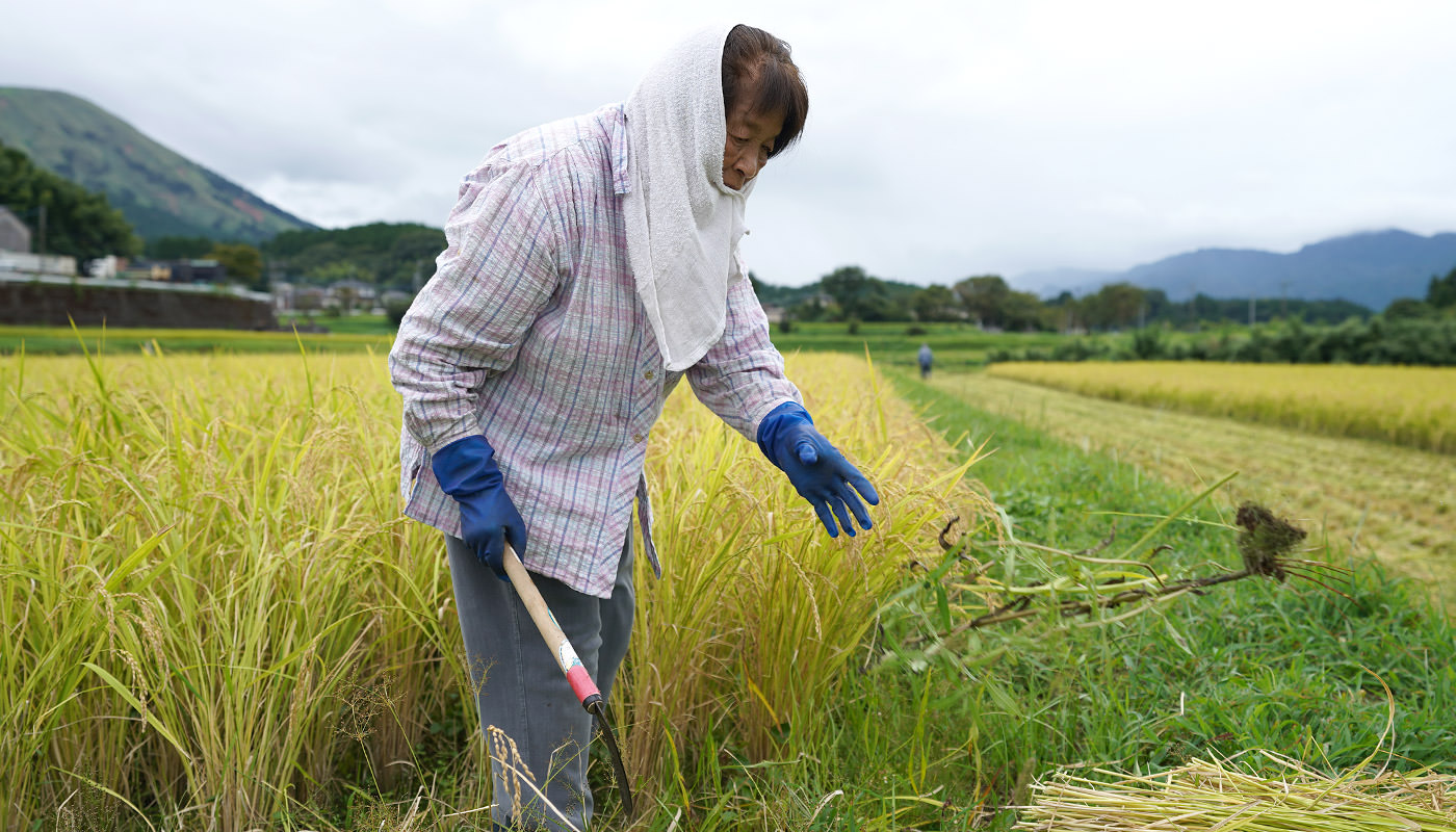 稲刈りしている田んぼ