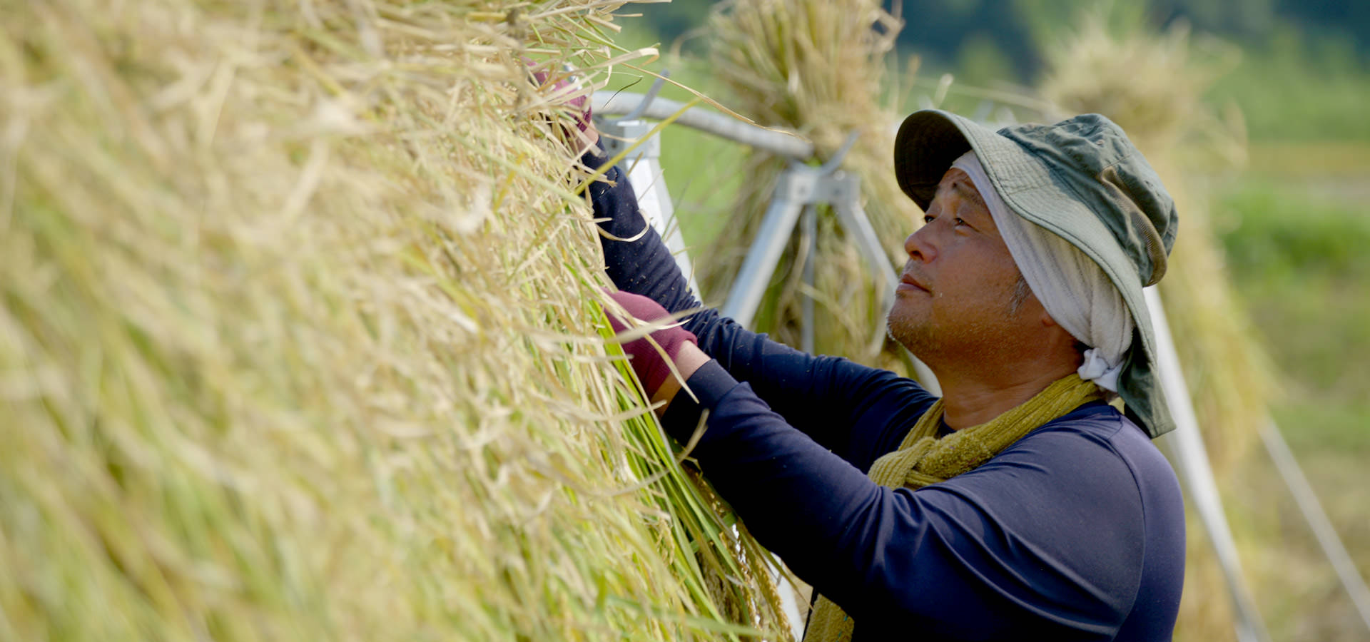 大森博さんが作る、自然栽培米