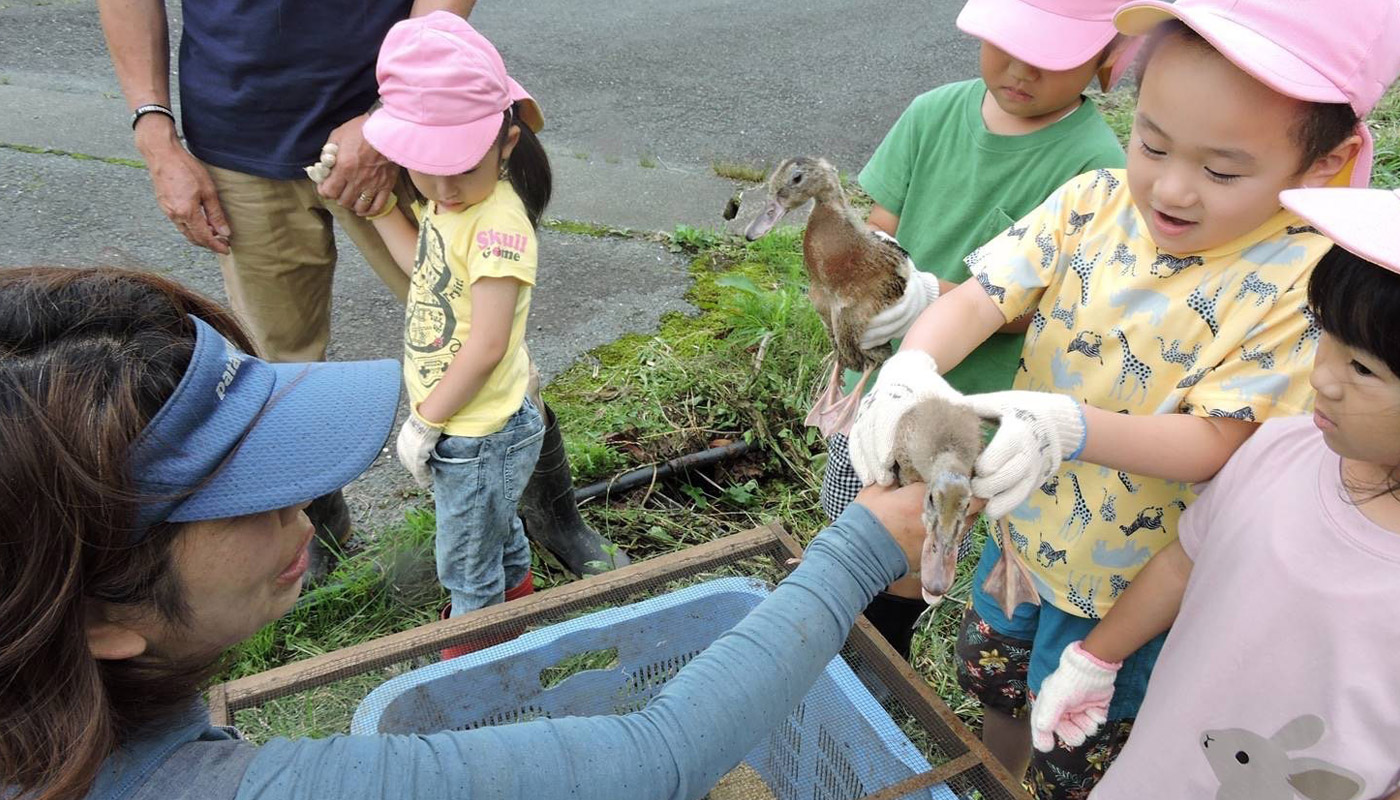 アイガモを手に取る園児たち