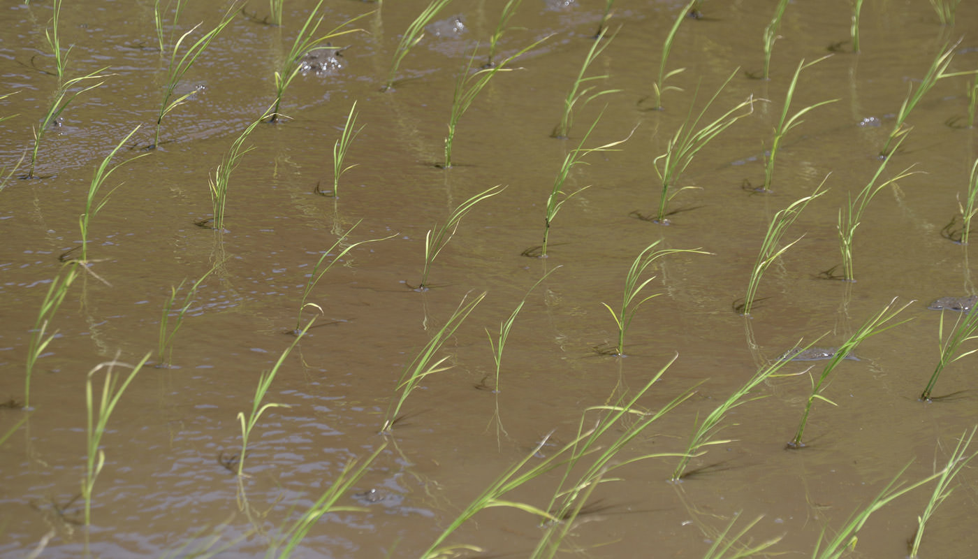 植えたばかりの苗