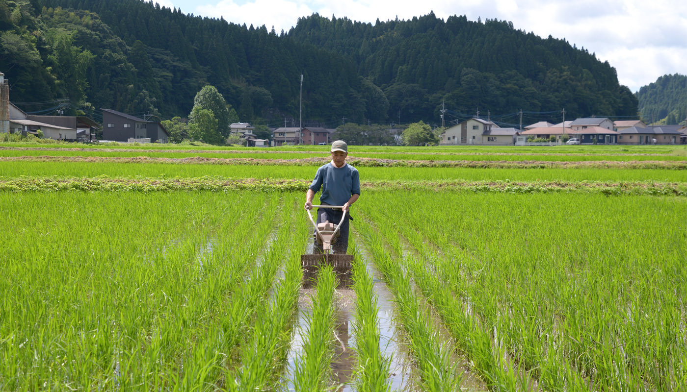 除草する須古さん