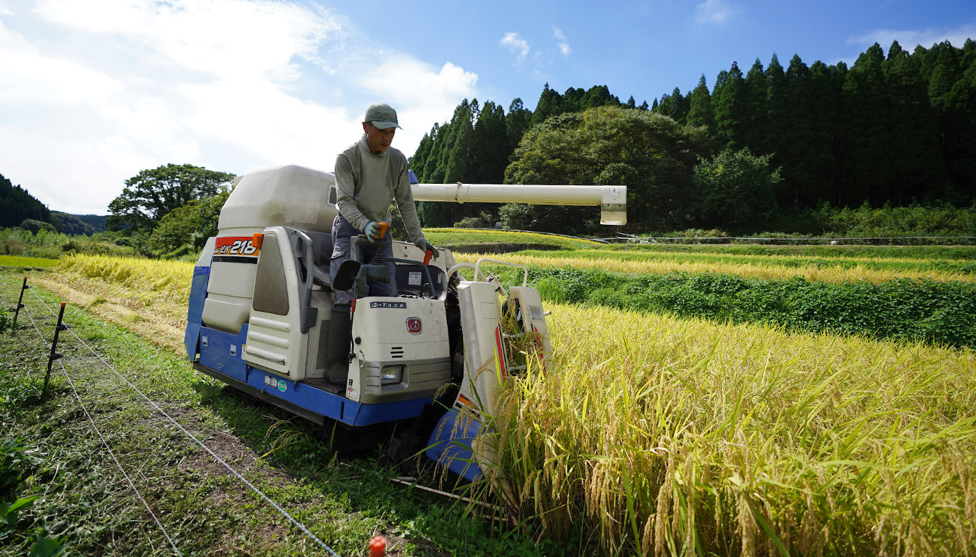 稲刈りの様子