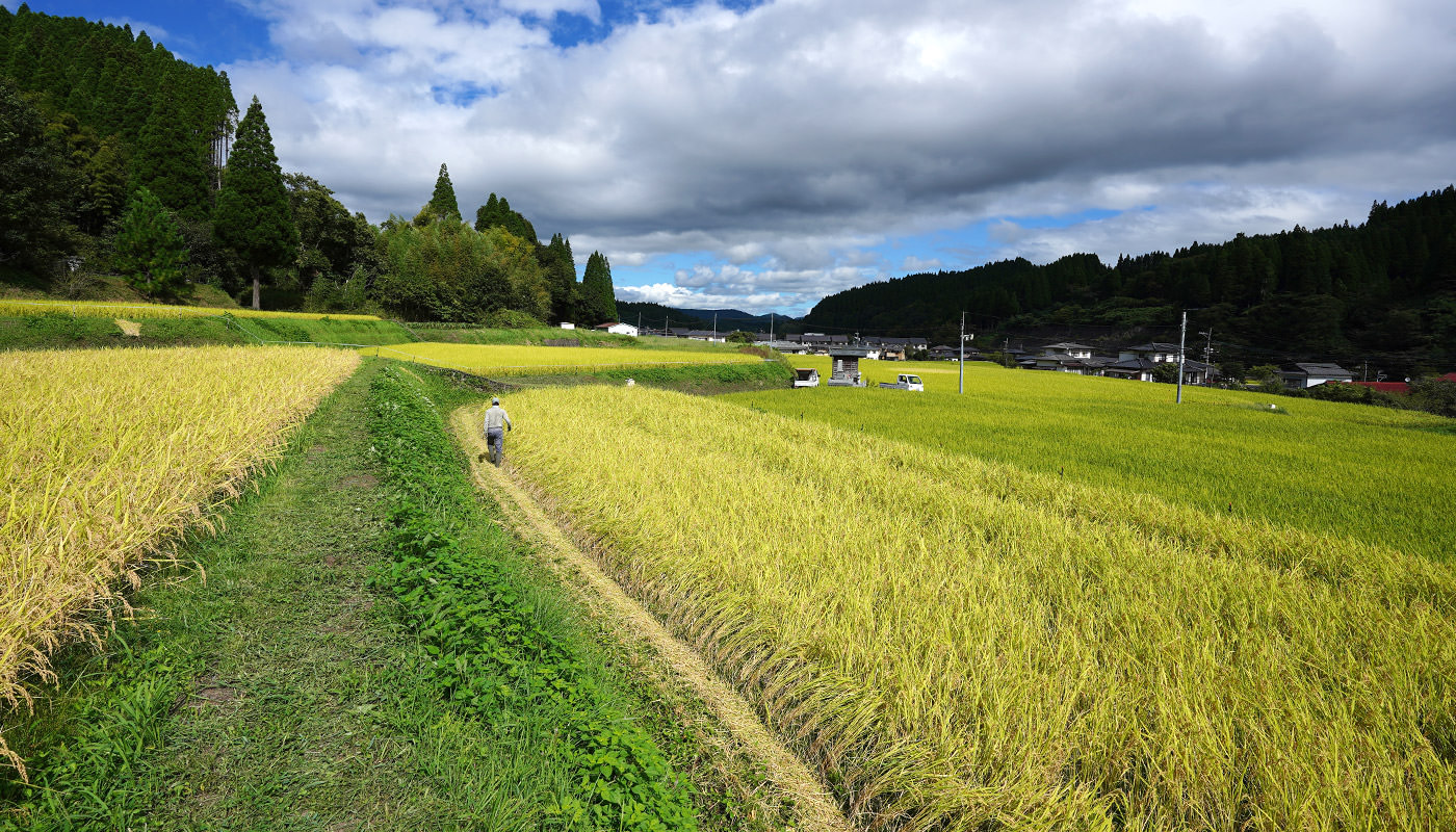 須古さんの田んぼ