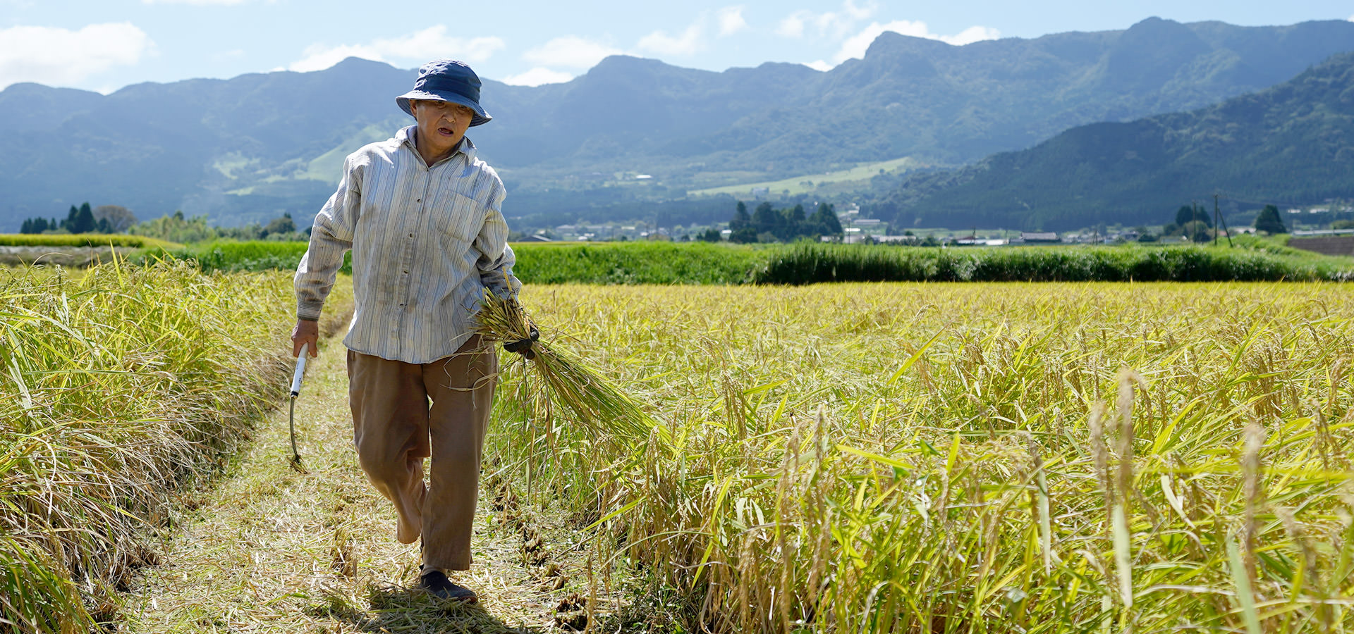 高島和子さんが作る、自然栽培米
