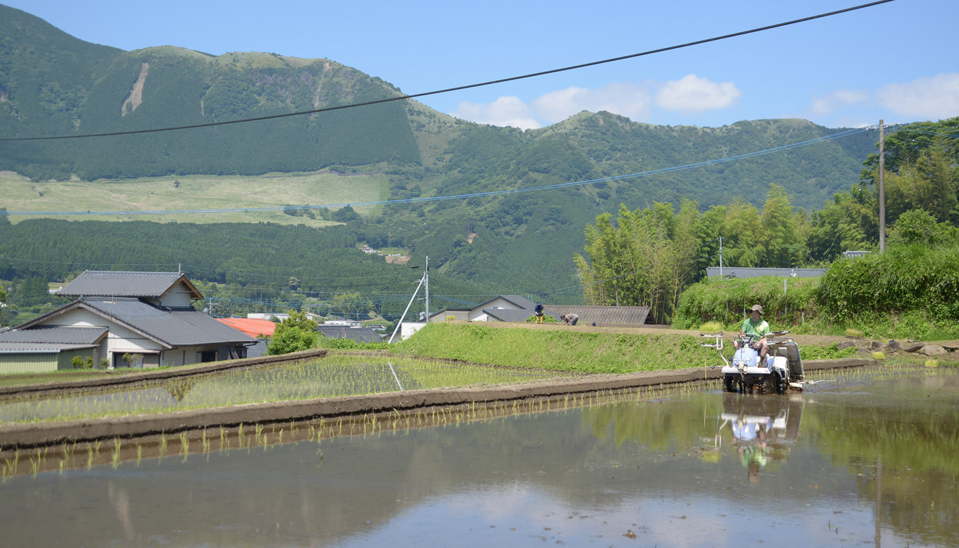田植えする高島さん。