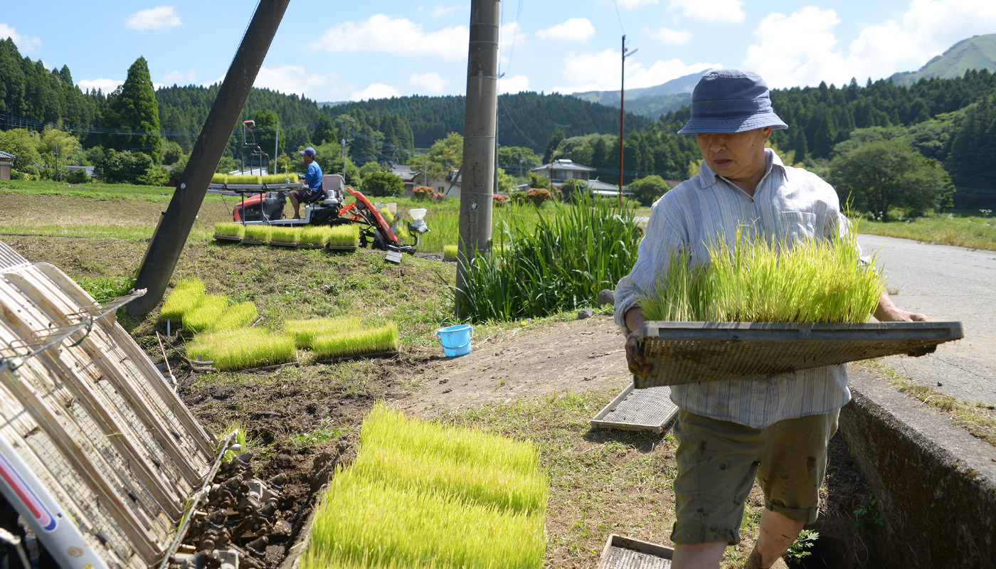 苗を運ぶ高島さん。
