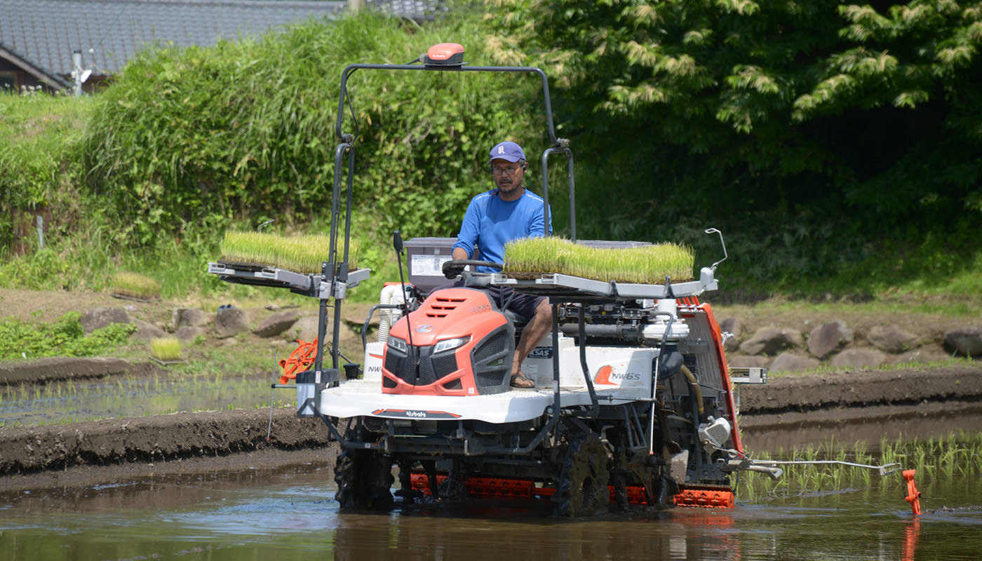 田植えする松田さん