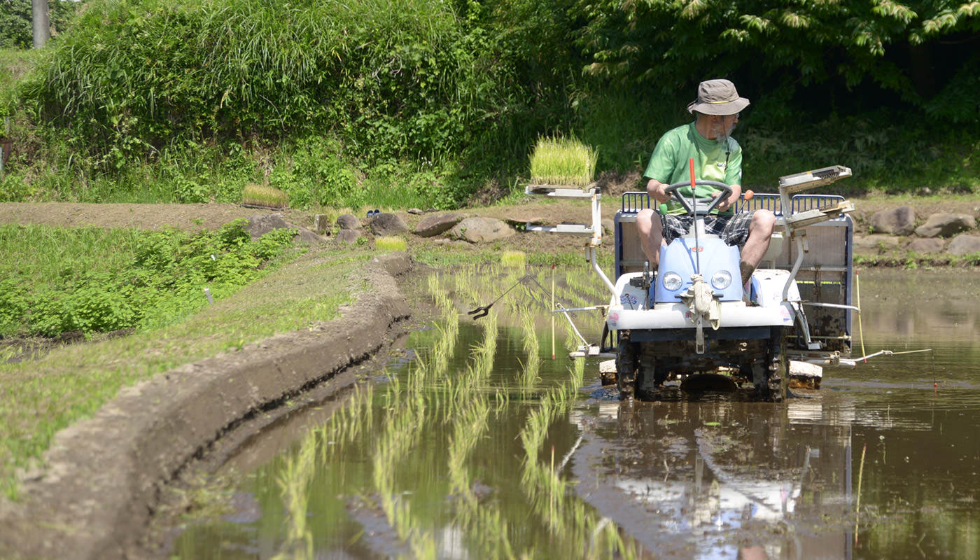 田植えする高島さん