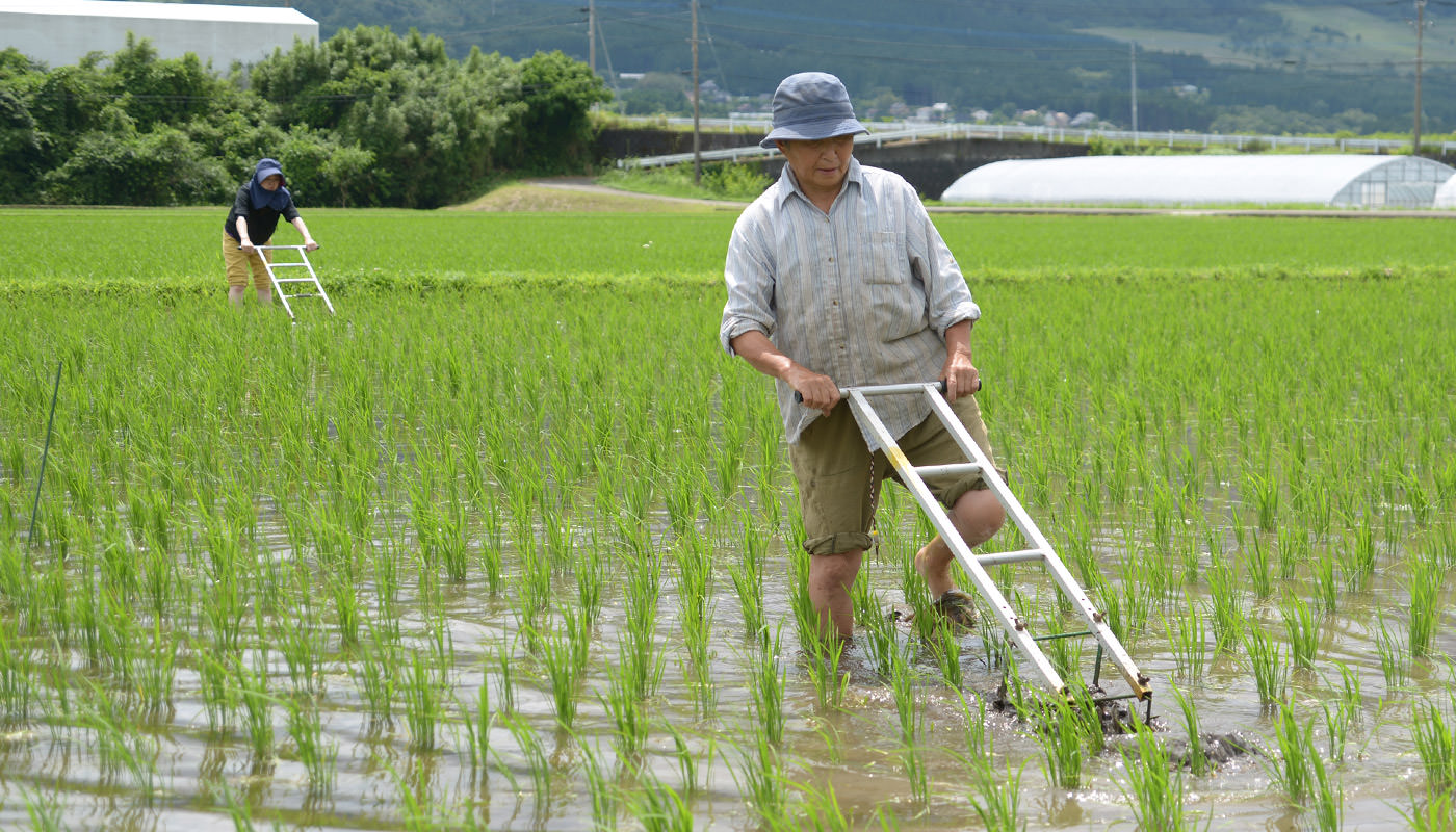 手押し除草する高島さんたち。