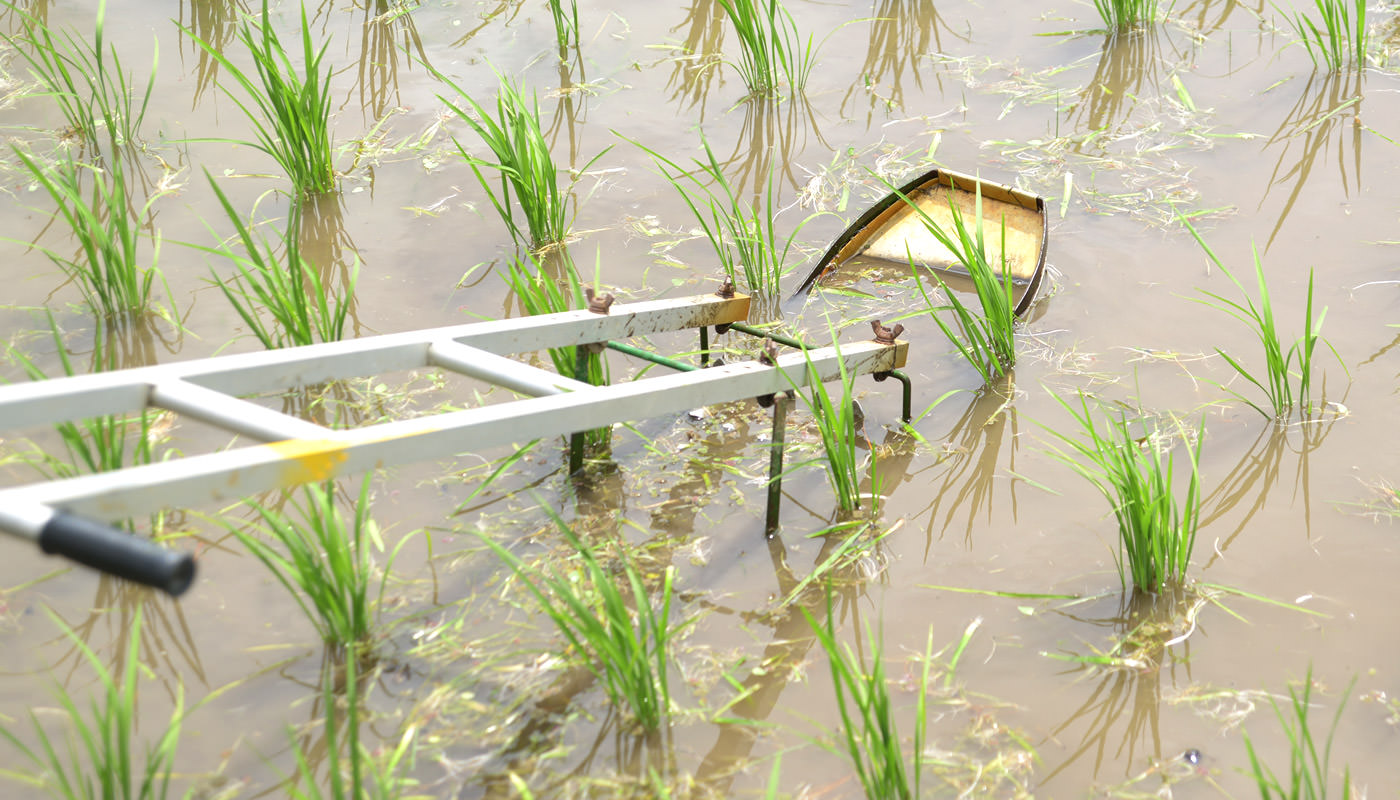 除草すると草が浮いてくる。