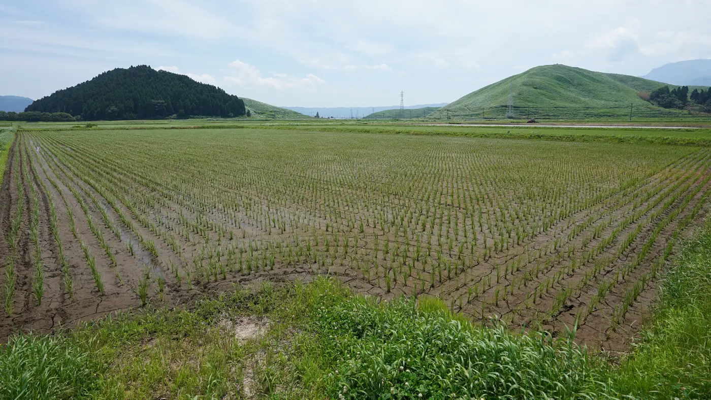 2025年6月20日の田んぼ