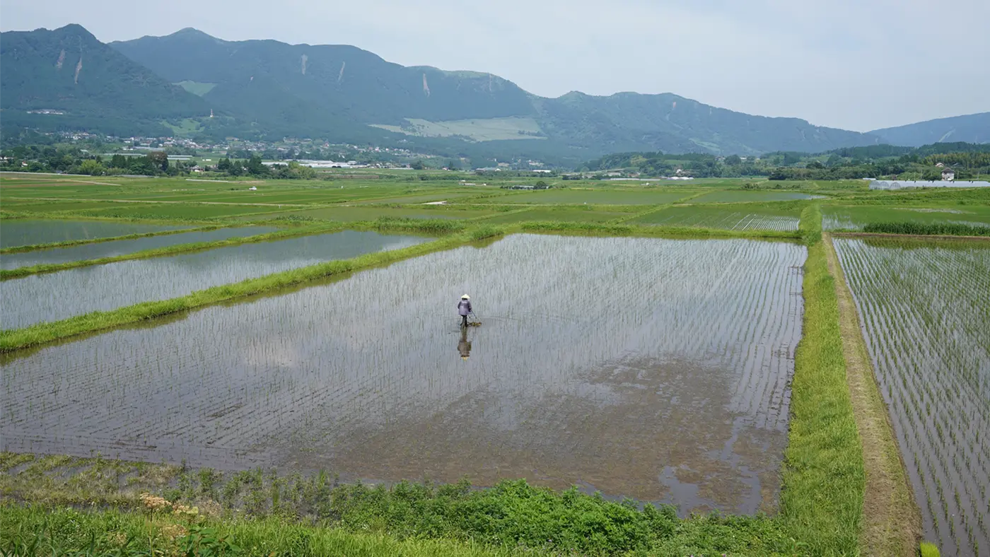 2反ほどの田んぼを除草している