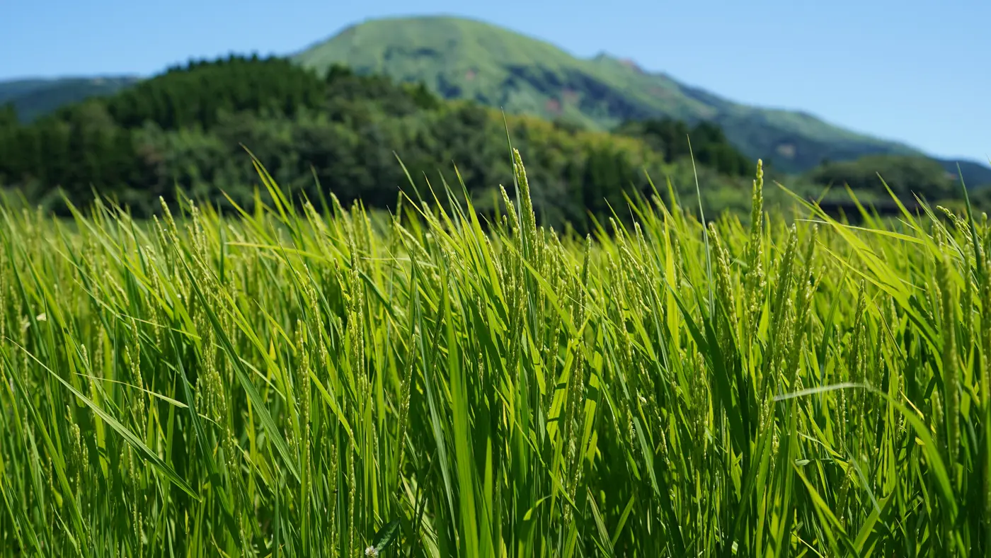 2025年7月29日の田んぼ