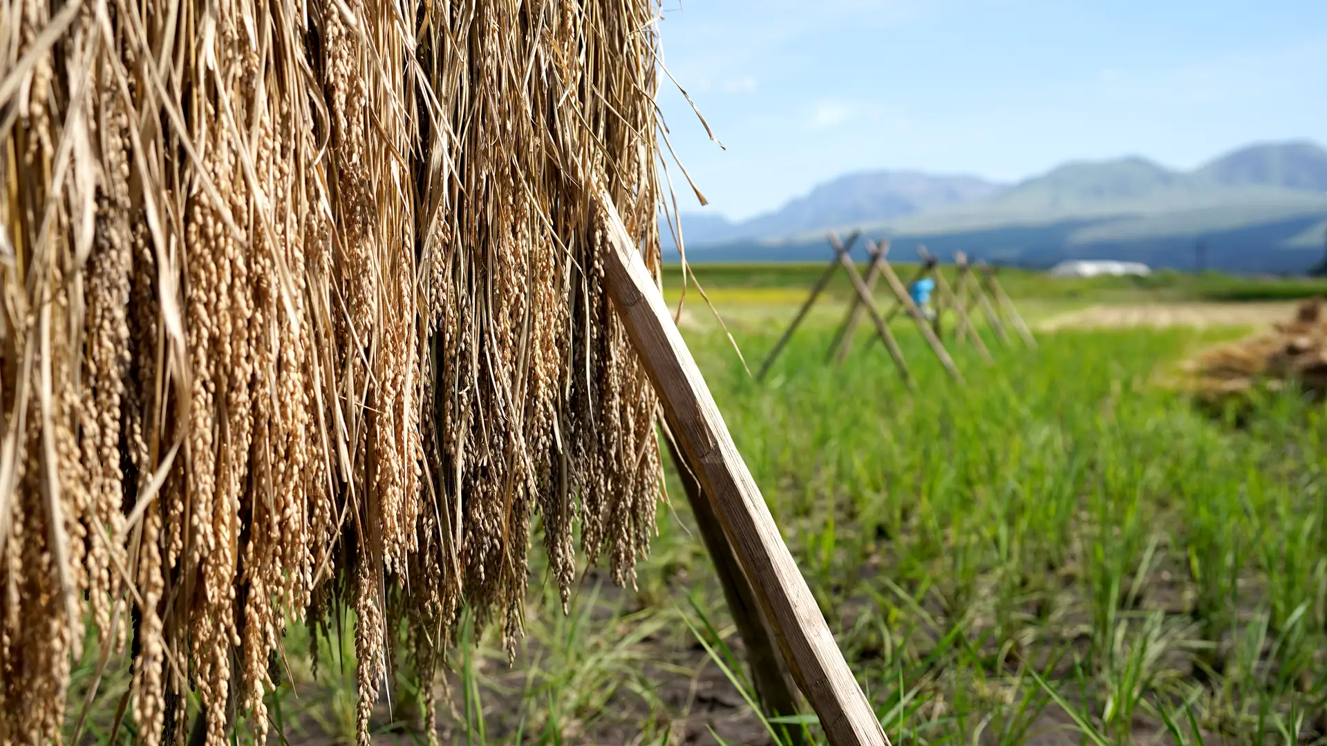 すっかり乾いた掛け干しのコシヒカリ