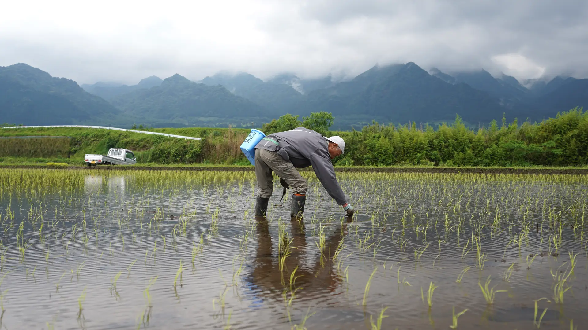 補植する荒牧さん