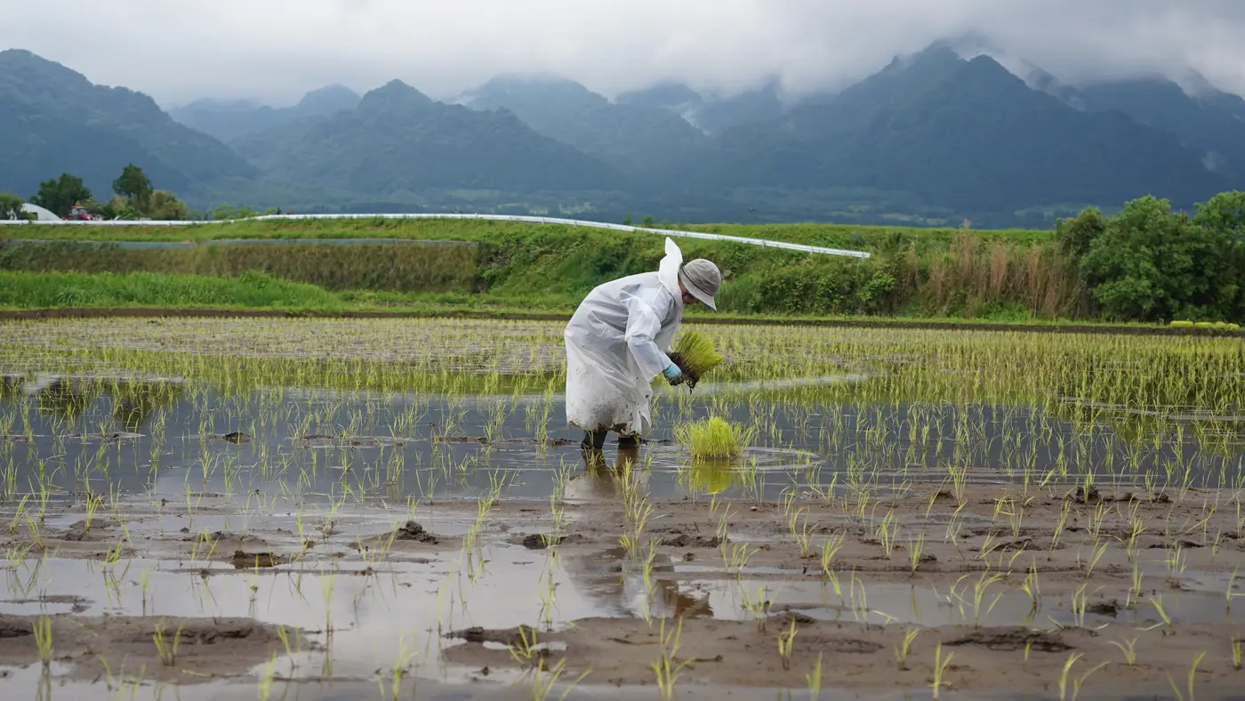 補植する荒牧さんの奥様