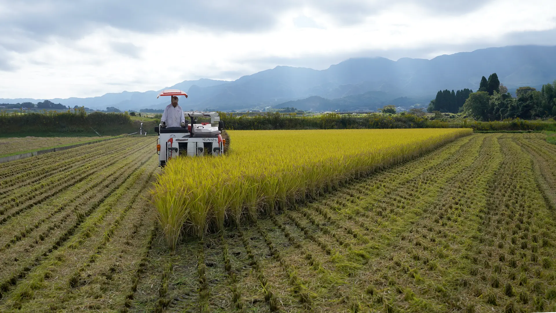 稲刈りを行う笠野さん
