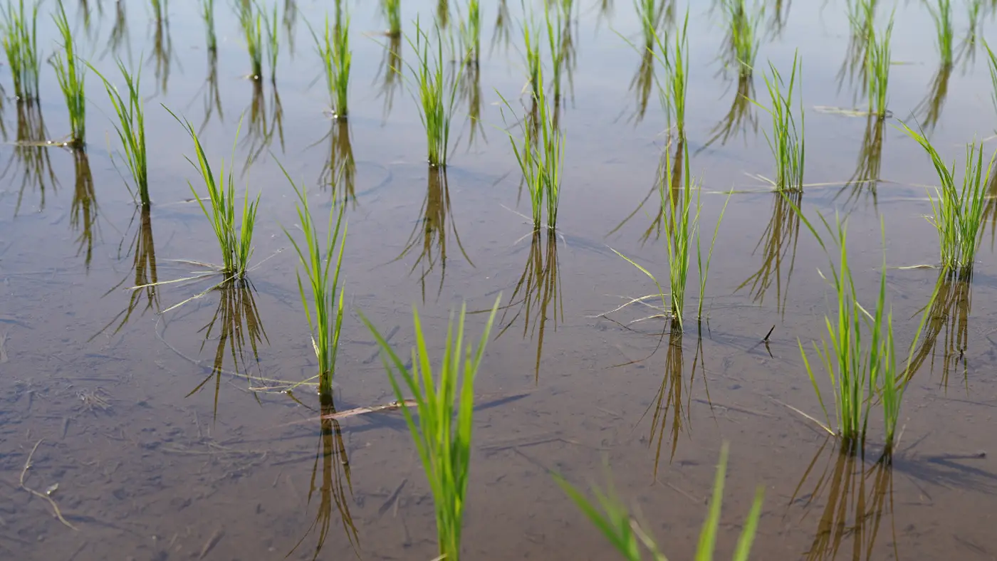 2025年6月20日の田んぼ