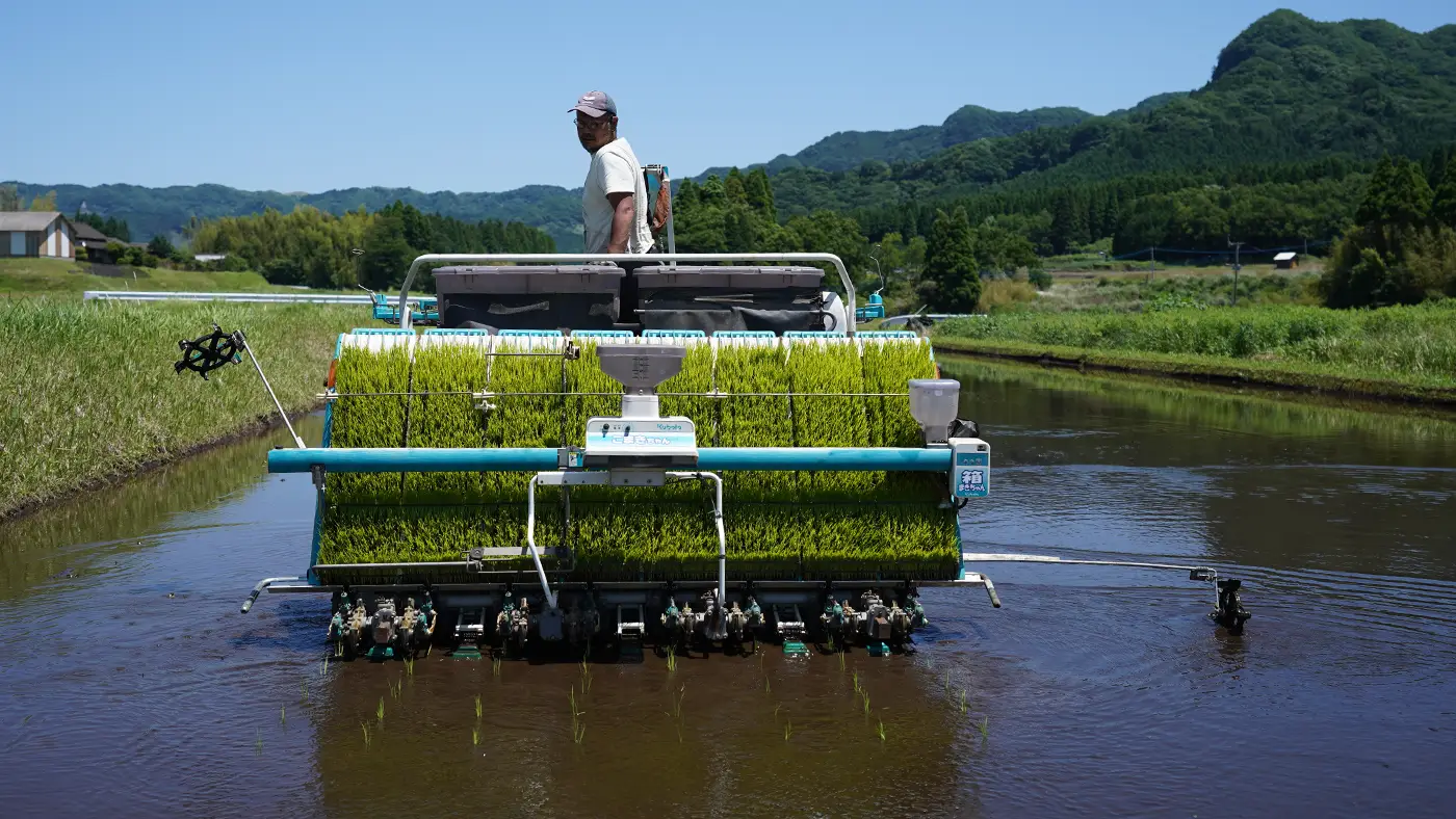 田植えする松田さん