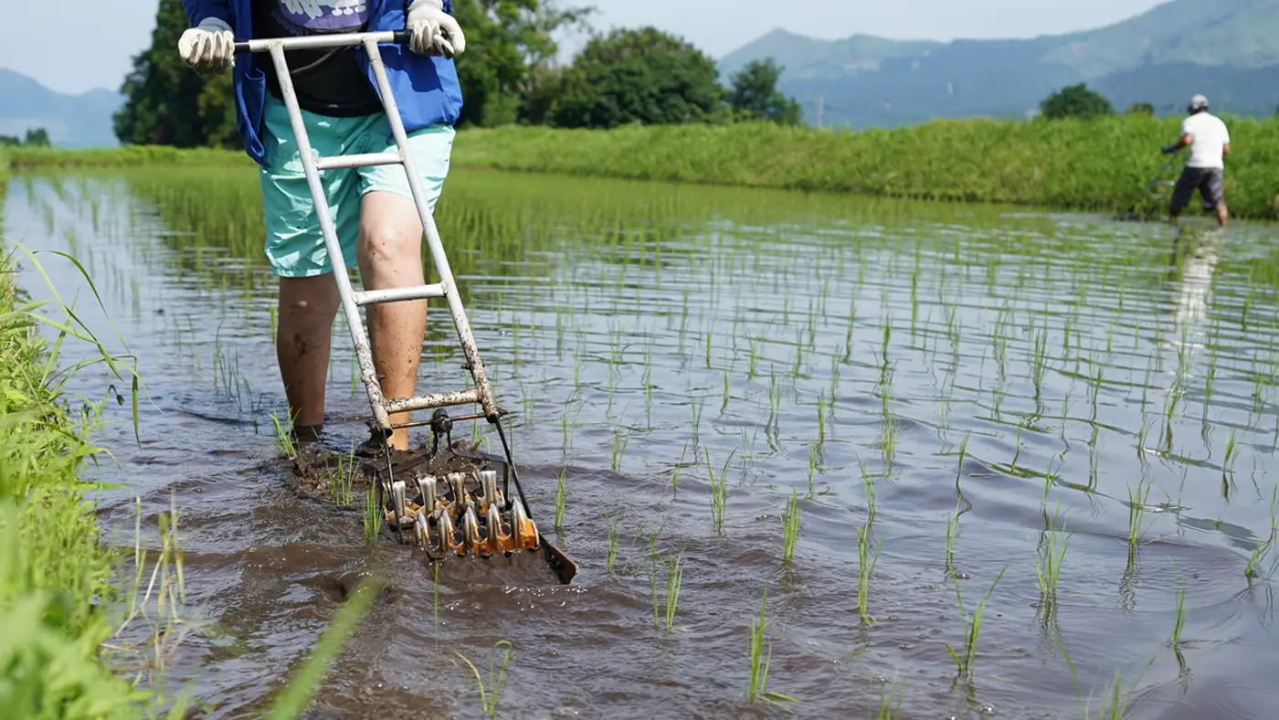 除草機で土を撹拌する