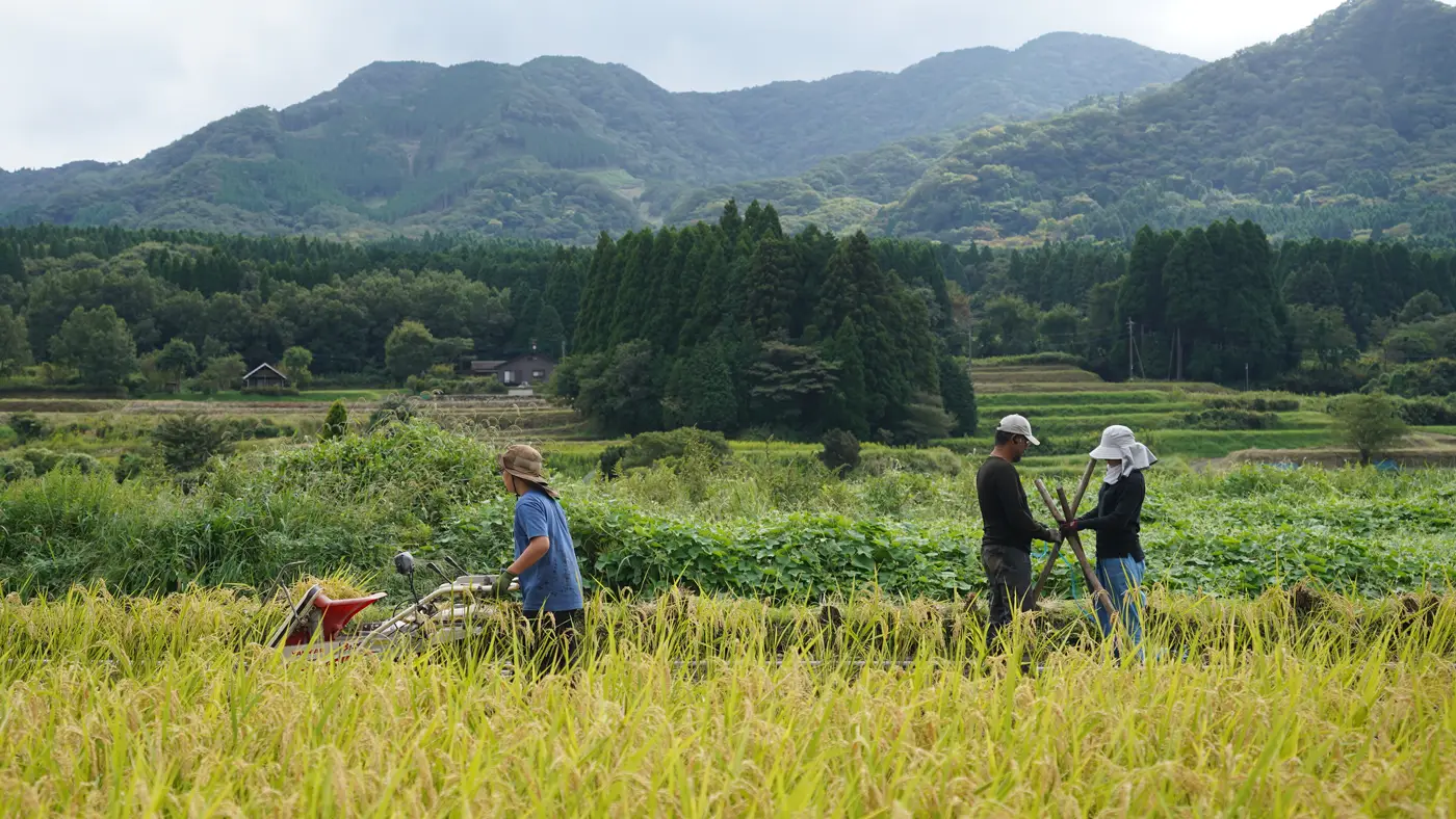 稲刈りの様子