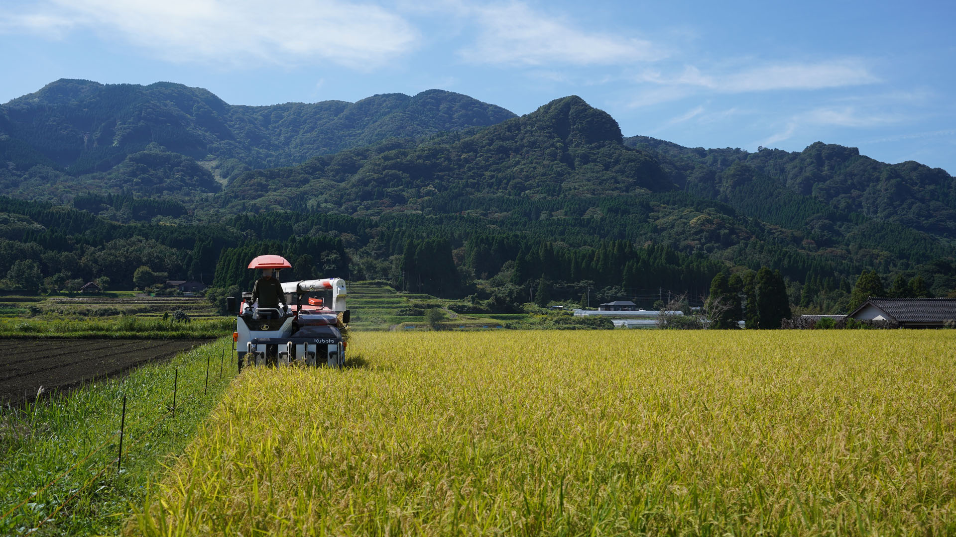 稲刈りする松田さん