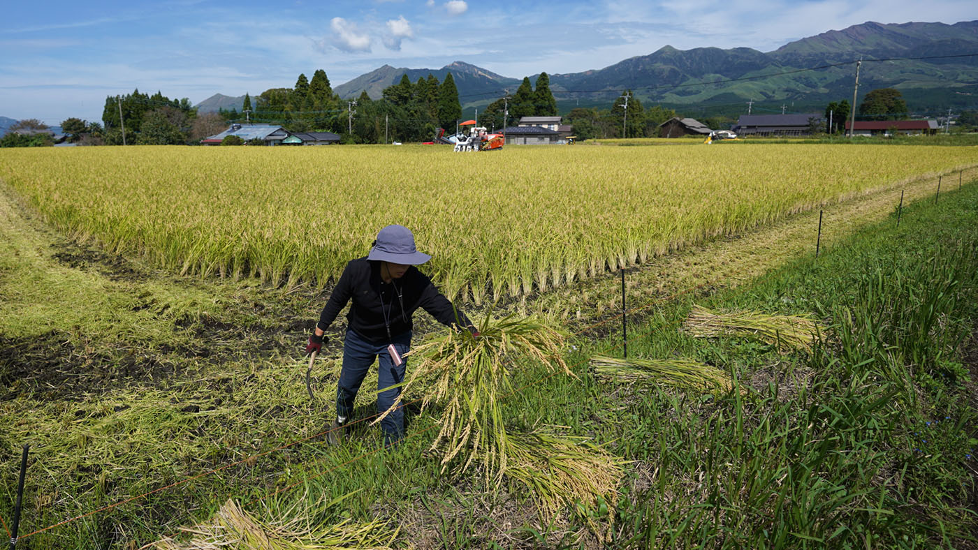 稲刈りの様子