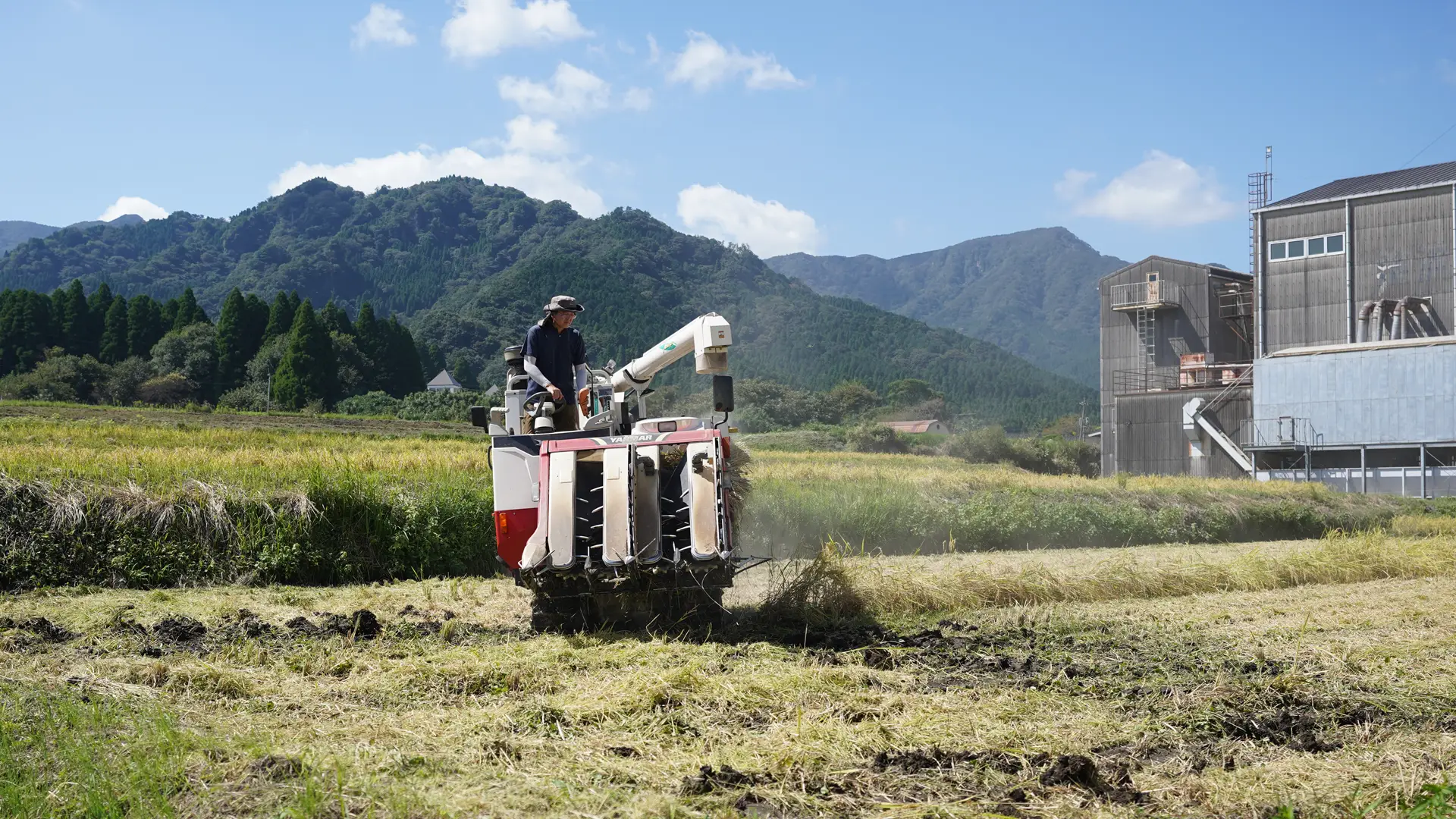 井芹さんの稲刈り