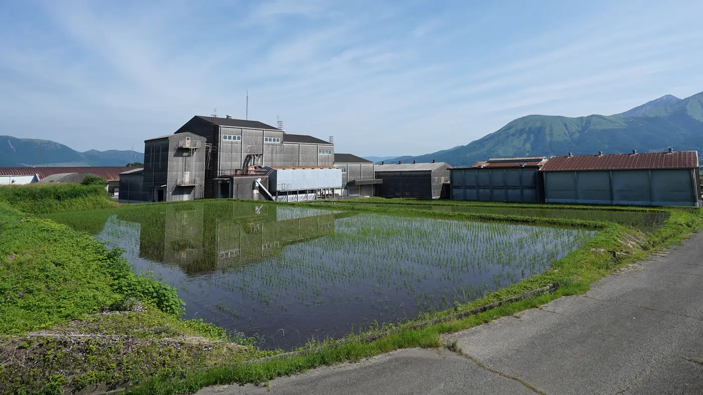 2025年6月20日の田んぼ