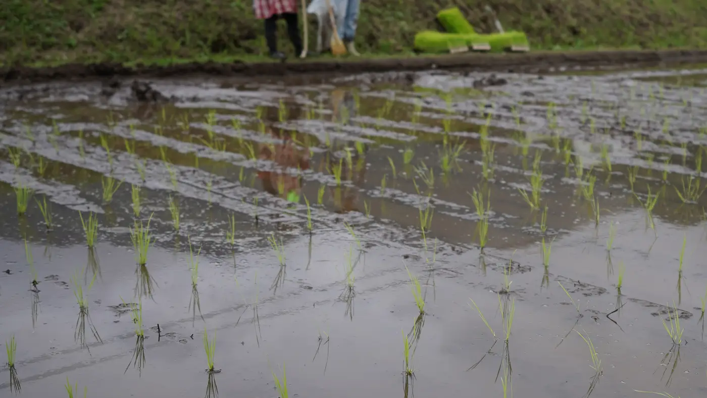 植えた直後のササニシキの苗