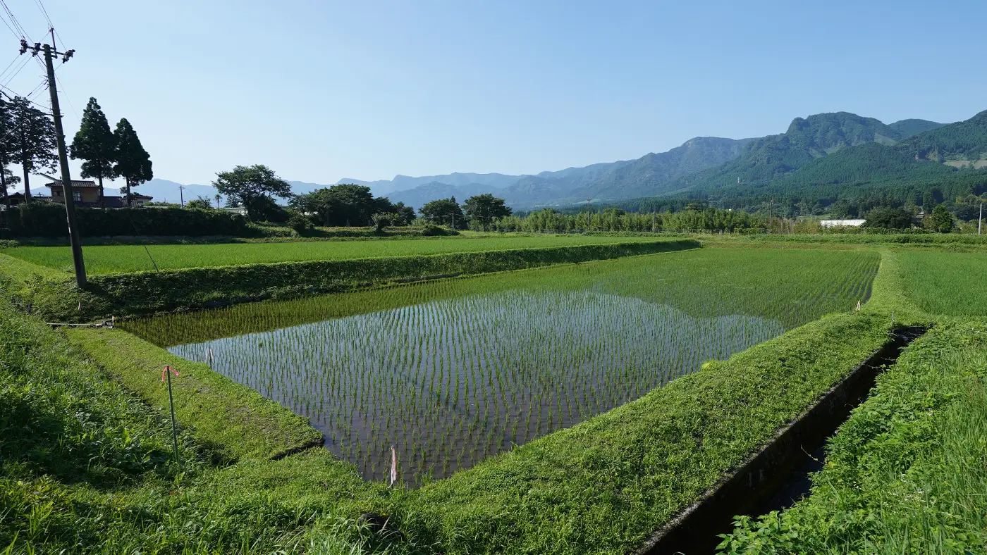 2025年6月20日の田んぼ