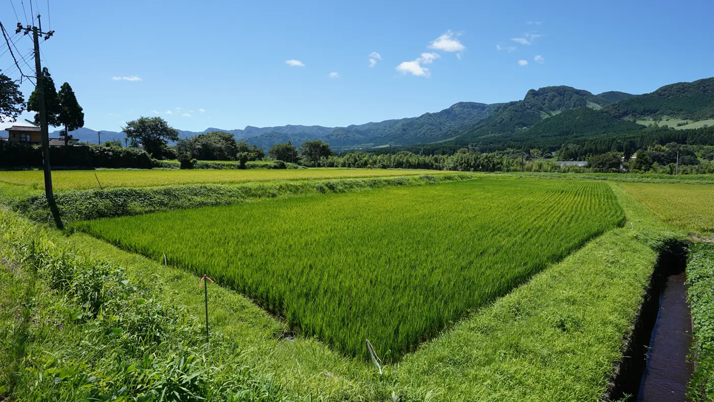 2025年7月29日の田んぼ