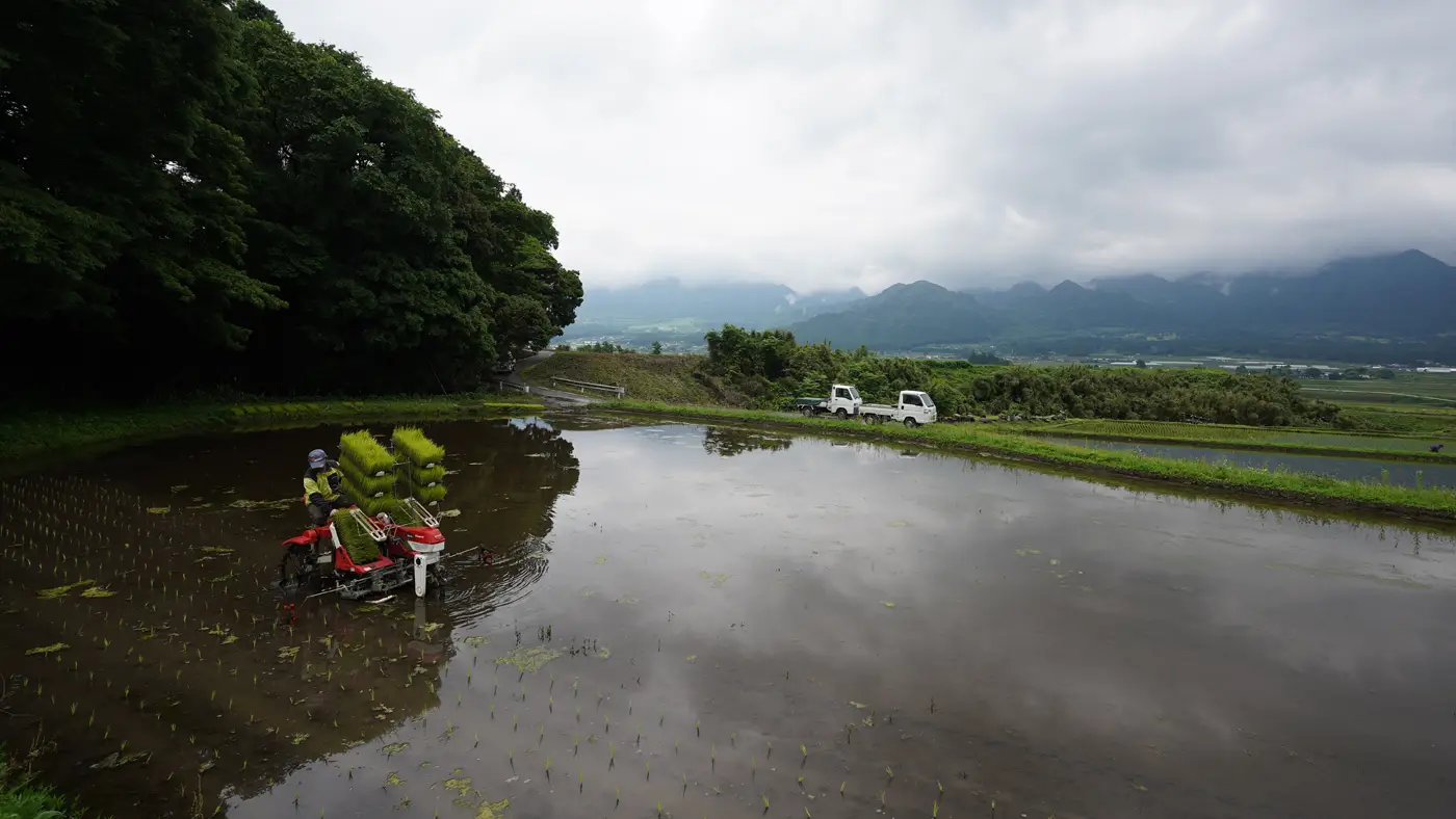 田植えの風景