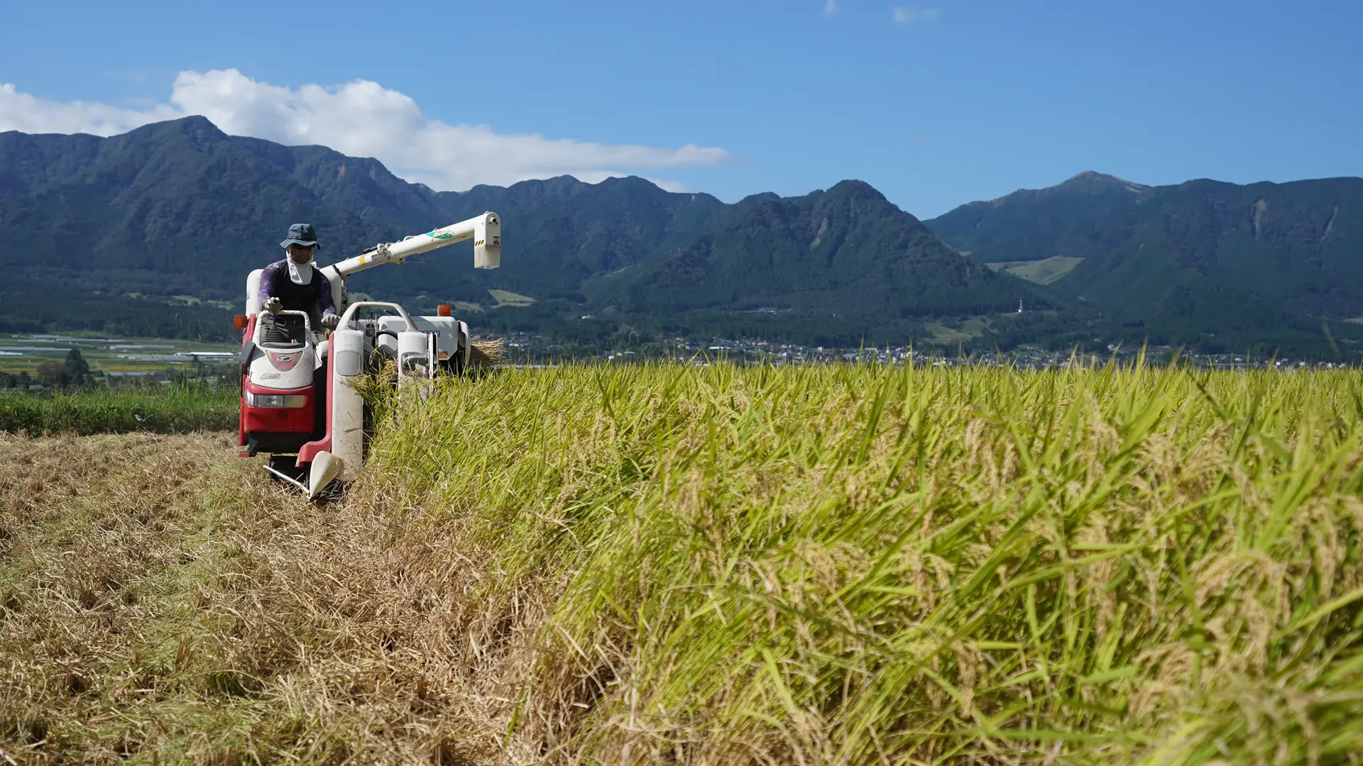 稲刈りする毛利さん