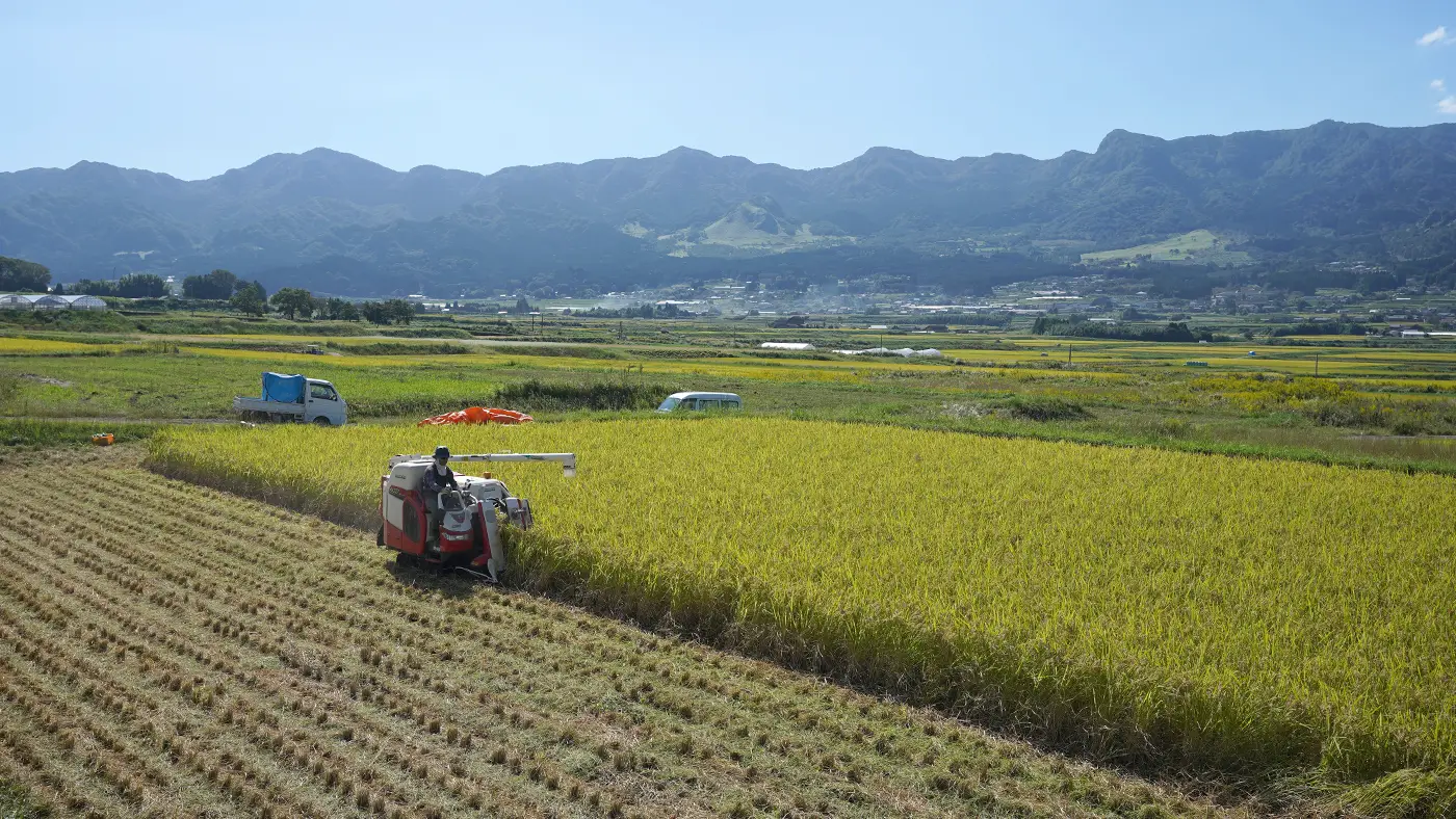 稲刈りの風景