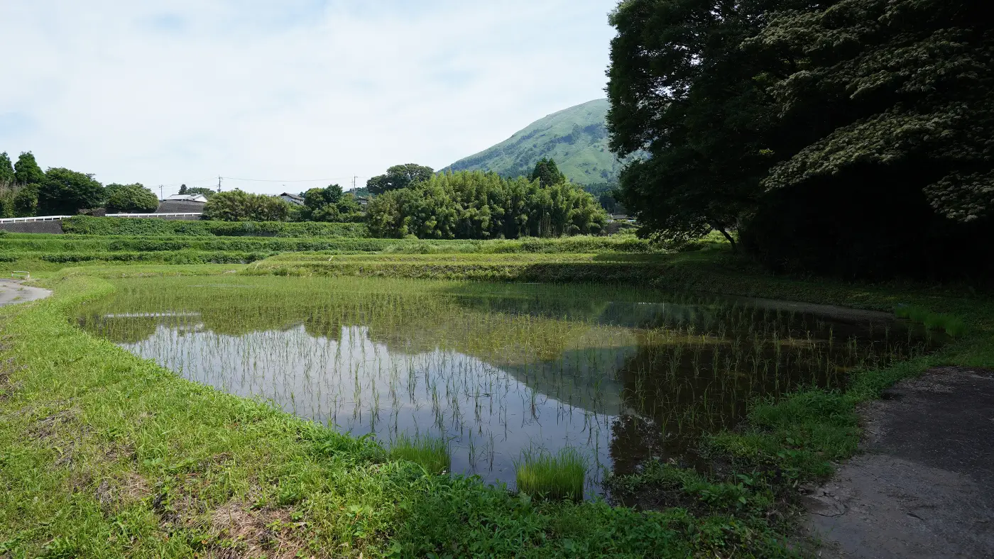 2025年6月20日の田んぼ