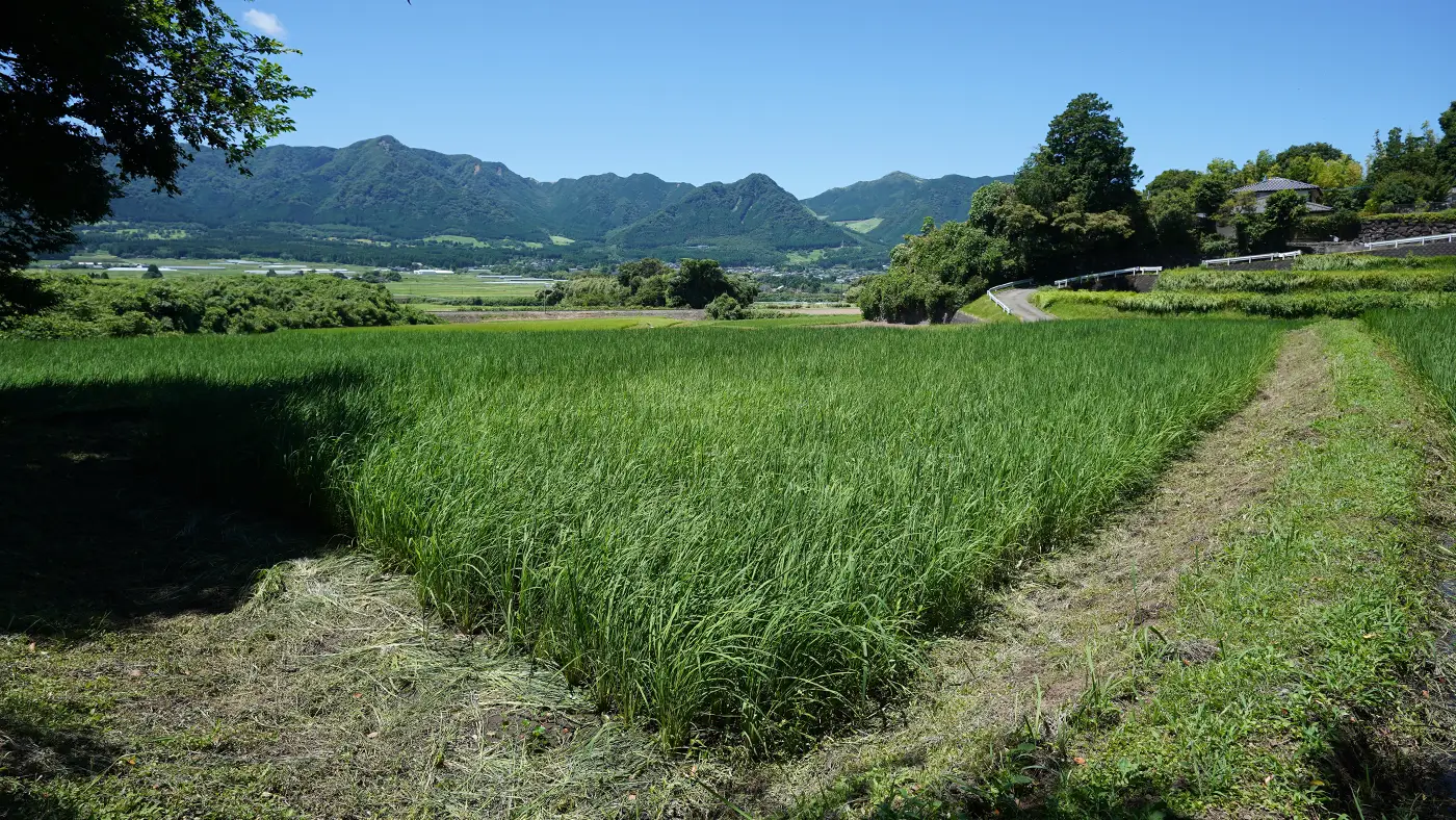 2025年7月29日の田んぼ