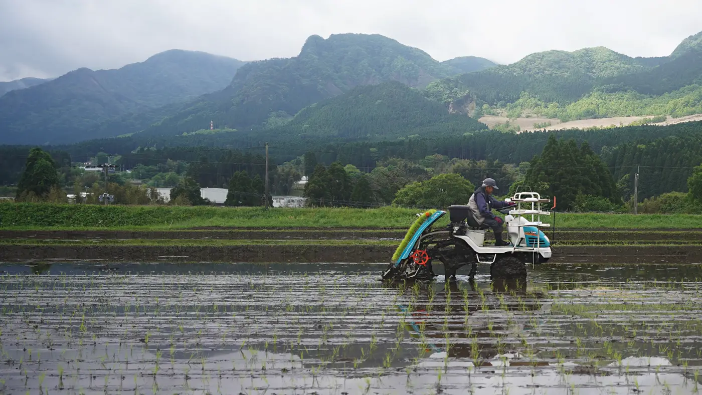 田植えする長野さん