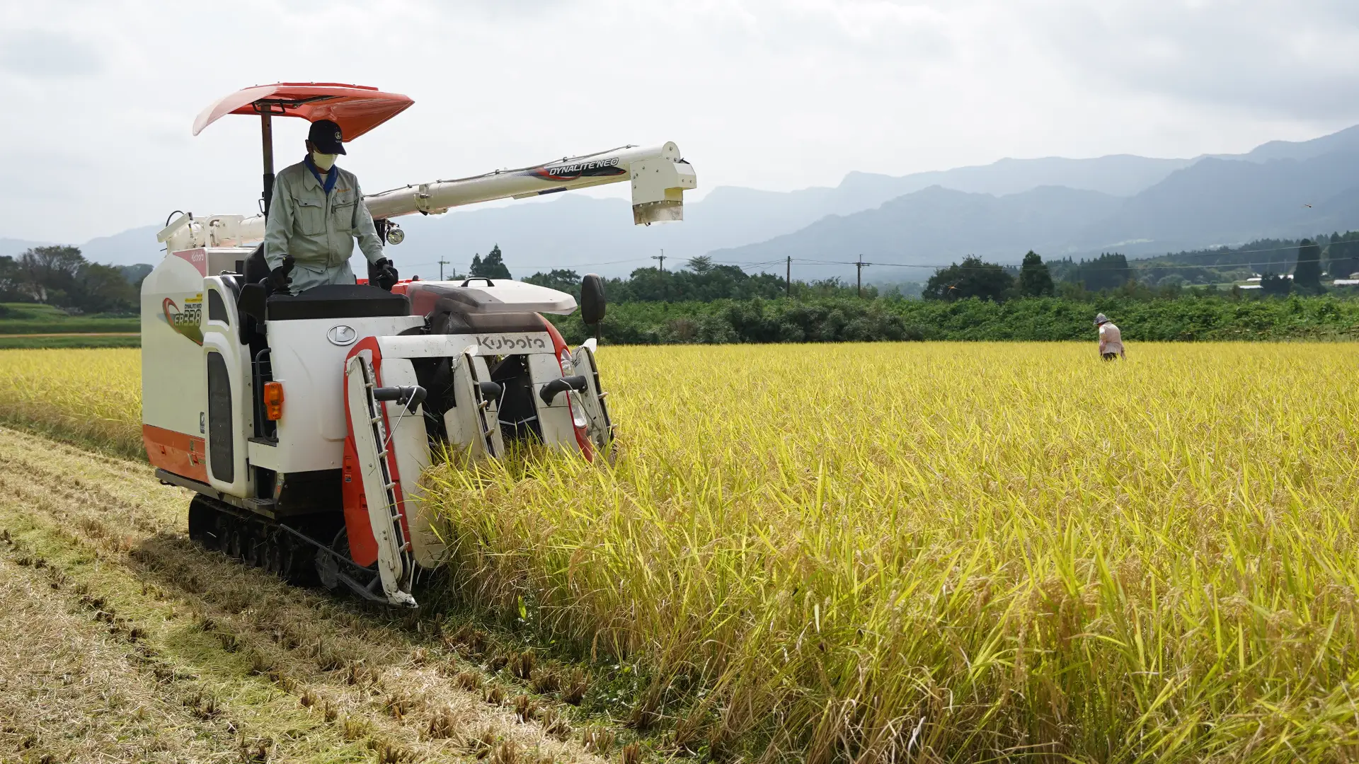 稲刈りする藤原さん