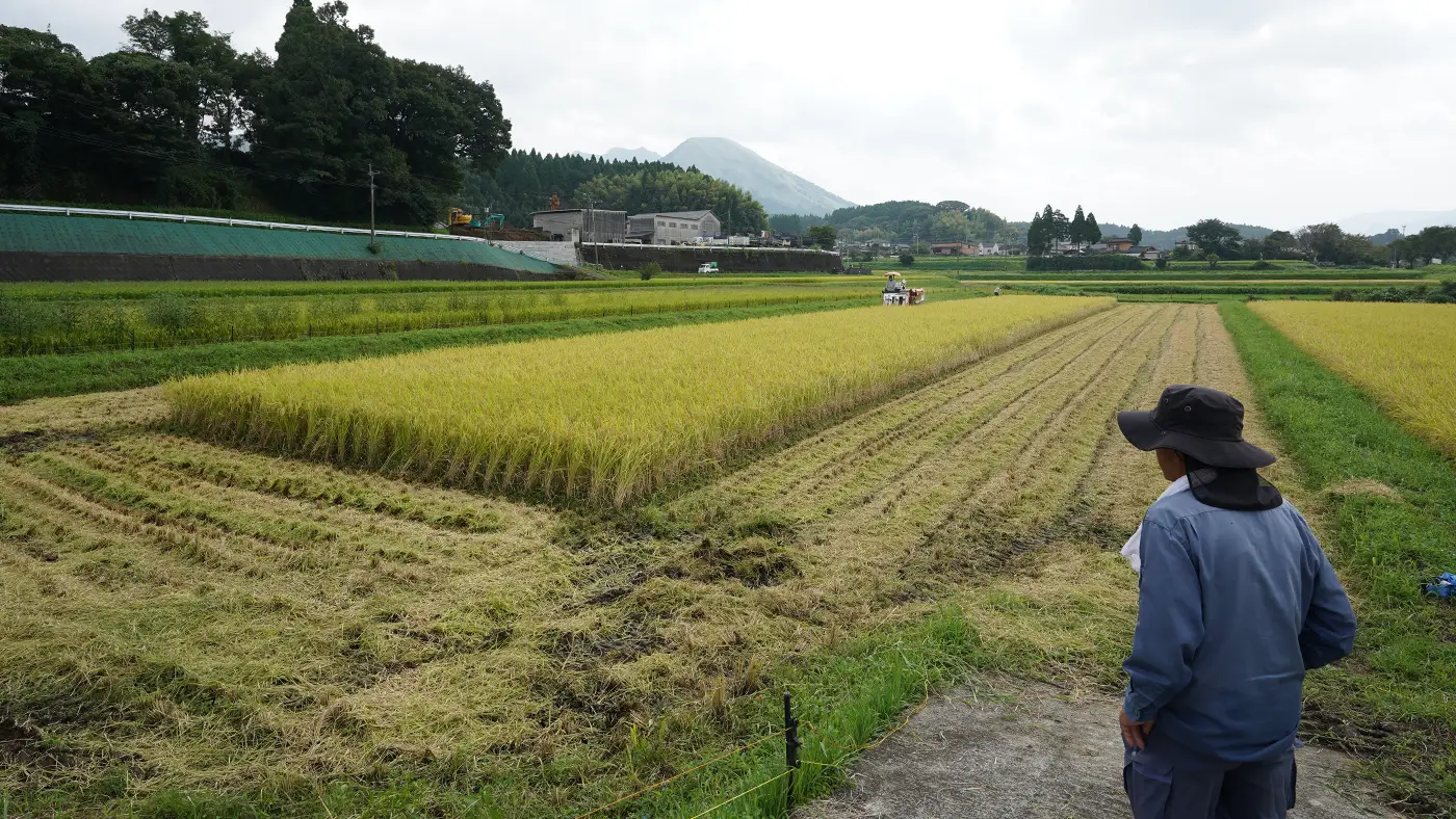 稲刈りの様子を見守る長野さん