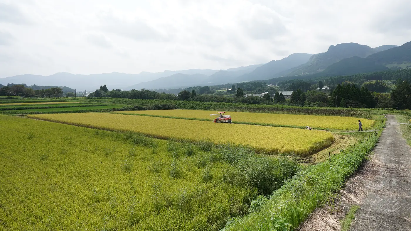 稲刈り中の田んぼ