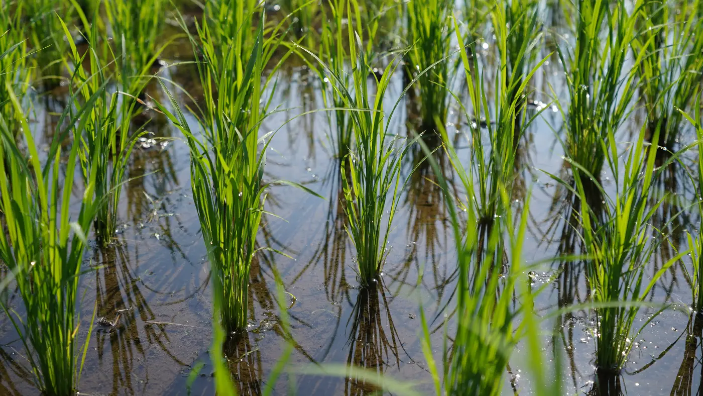 2025年6月20日の田んぼ